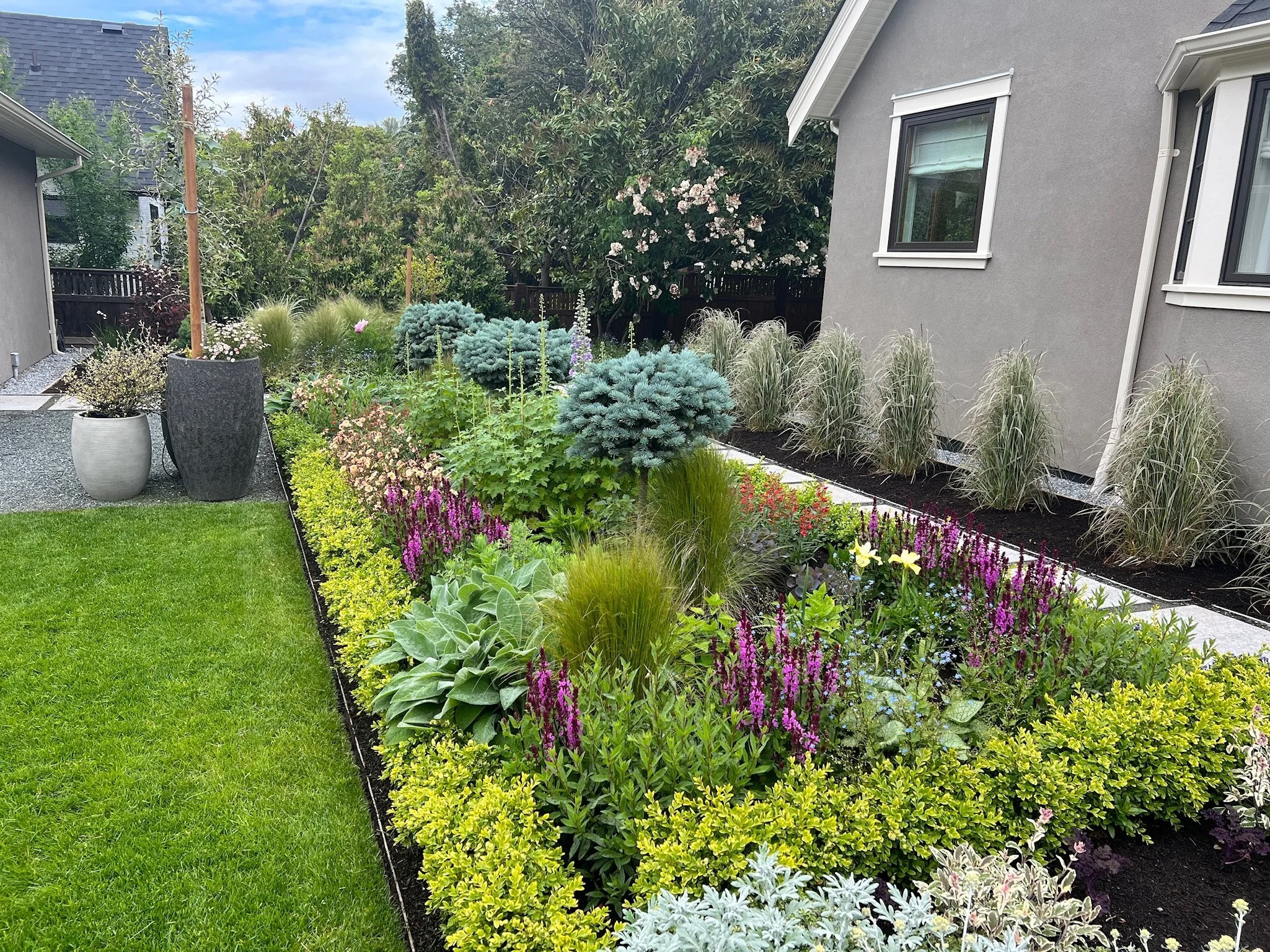 A landscaped garden with a variety of plants, including flower beds with purple and yellow flowers, surrounded by green foliage. There are two large decorative pots along a gravel path, a neatly trimmed lawn, and a house in the background with gray siding and windows. Decorative grasses are planted adjacent to the home.
