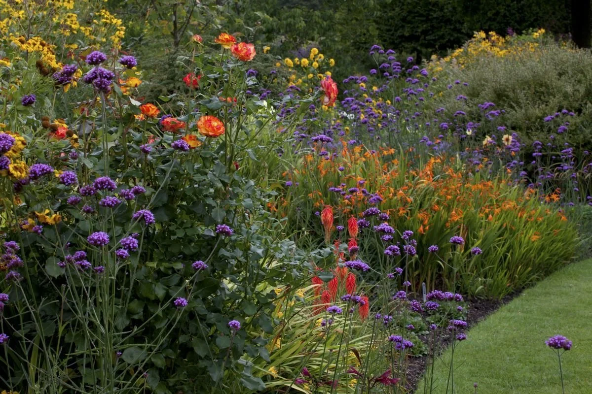 A vibrant garden with various colorful flowers, including purple verbena, yellow daisies, and orange-red blooms, surrounded by lush greenery and a manicured grass path.