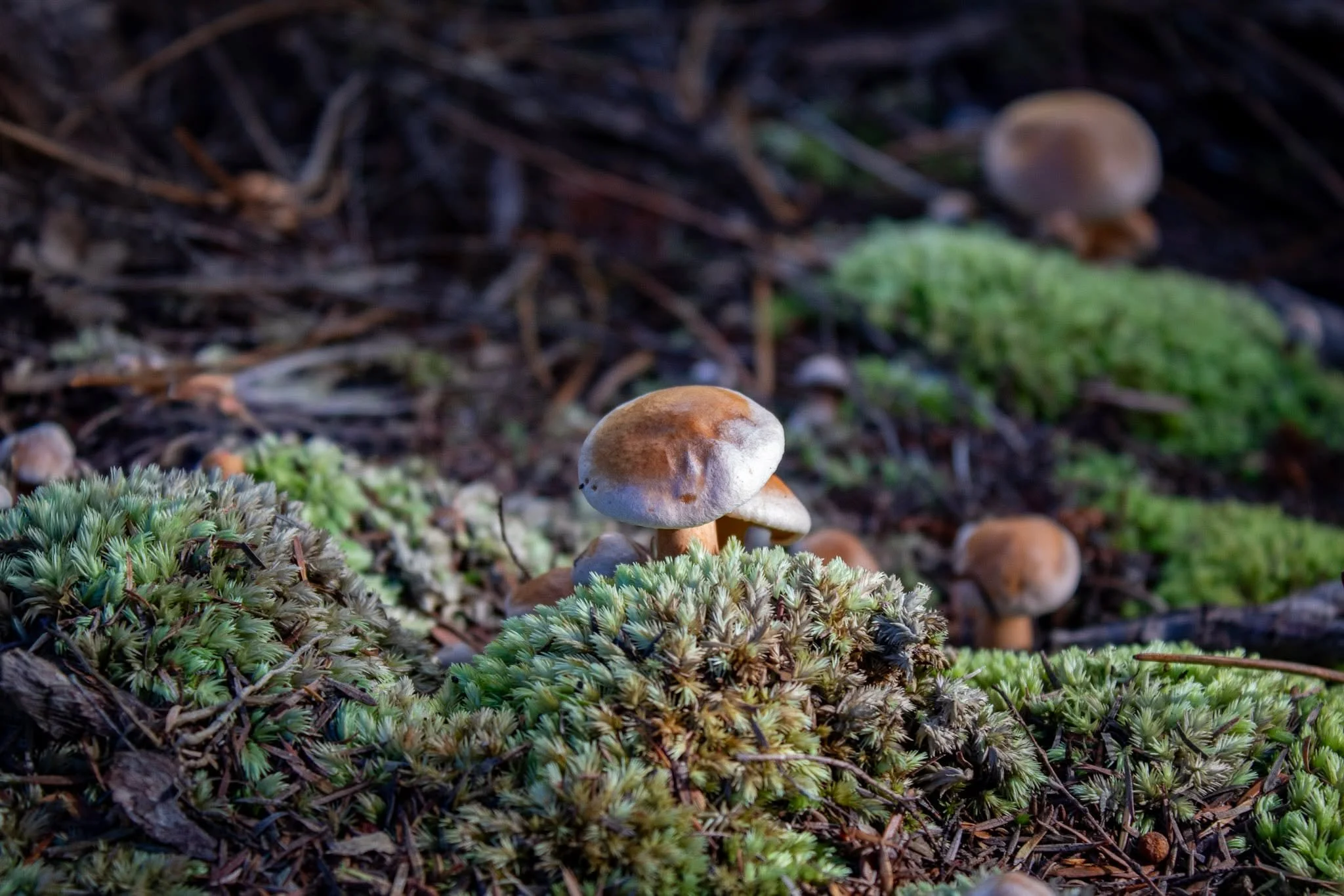 IMAgEN8: Kaipātiki, Nurturing a Love for Nature 

Opens Saturday 30 May, 2pm | On view throughout June

We are delighted to present the results of a special photography programme run in partnership with IMAgEN8, delivered for tamariki across the Kaip
