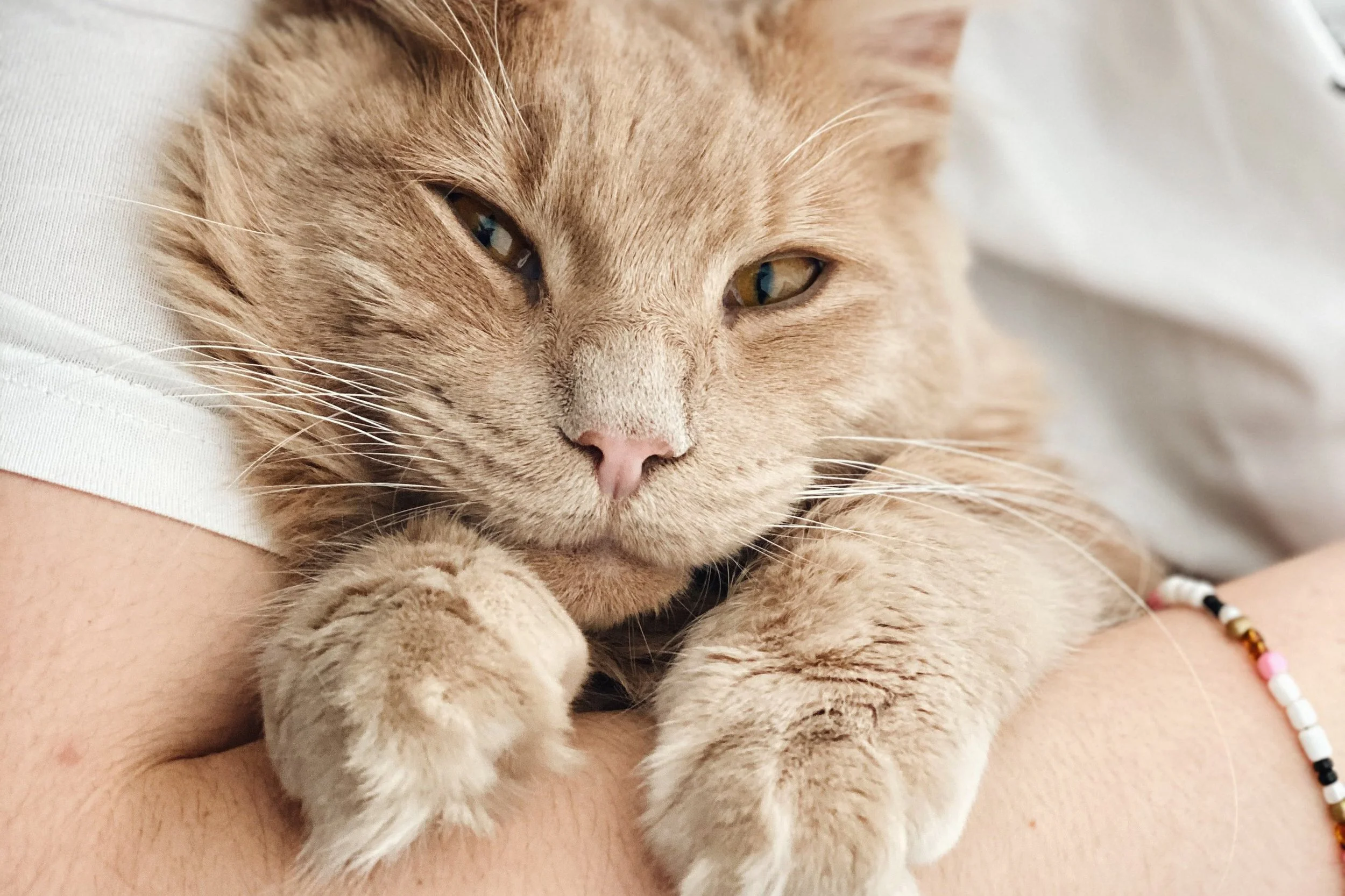 Close-up of tan-colored cat with a pink nose in the arms of a light-skinned person.