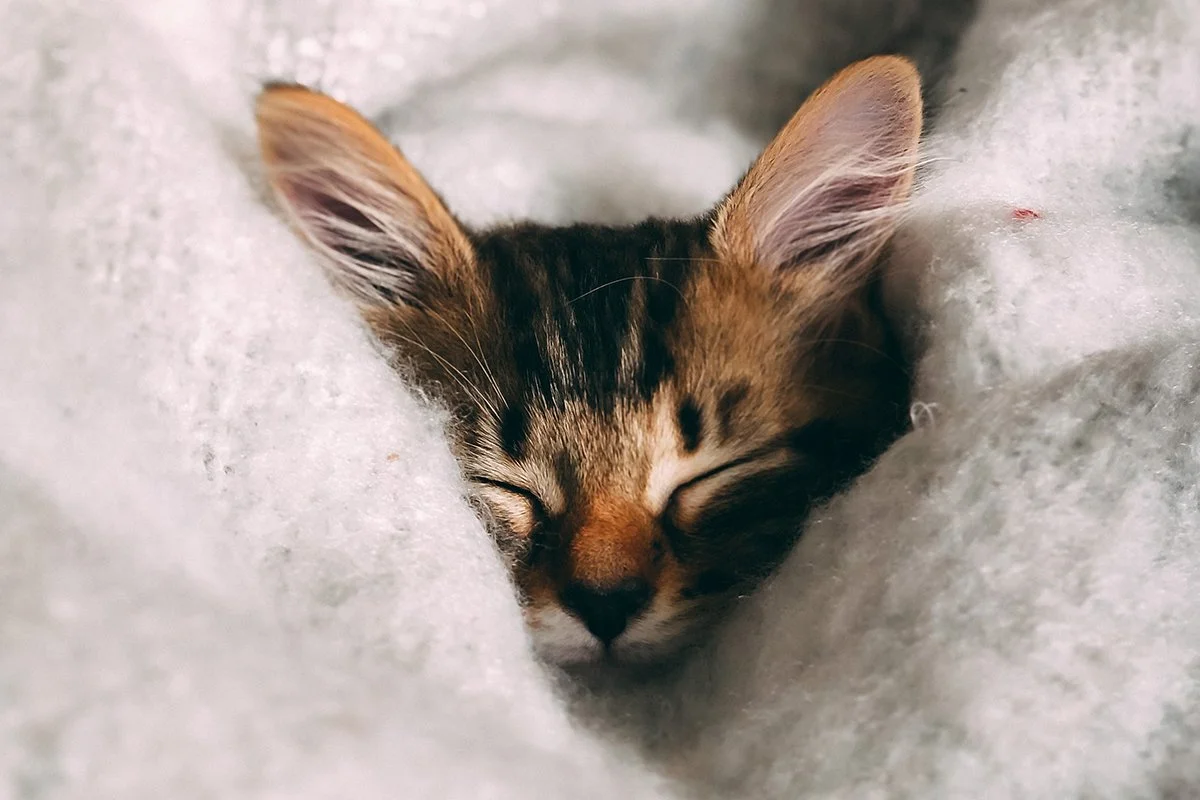 A cozy tabby cat sleeps cuddled in a fluffy white blanket