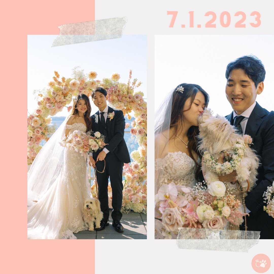 Today's Seattle sun has us reminiscing about S + S's radiant summer wedding ☀️ Dubu stole the show as the adorable flower girl, making our hearts melt with every paw down the aisle 🐾 

Photo Credit: @ammyhuynh.photo 
Venue: @hyattlakewash 
Planner: 