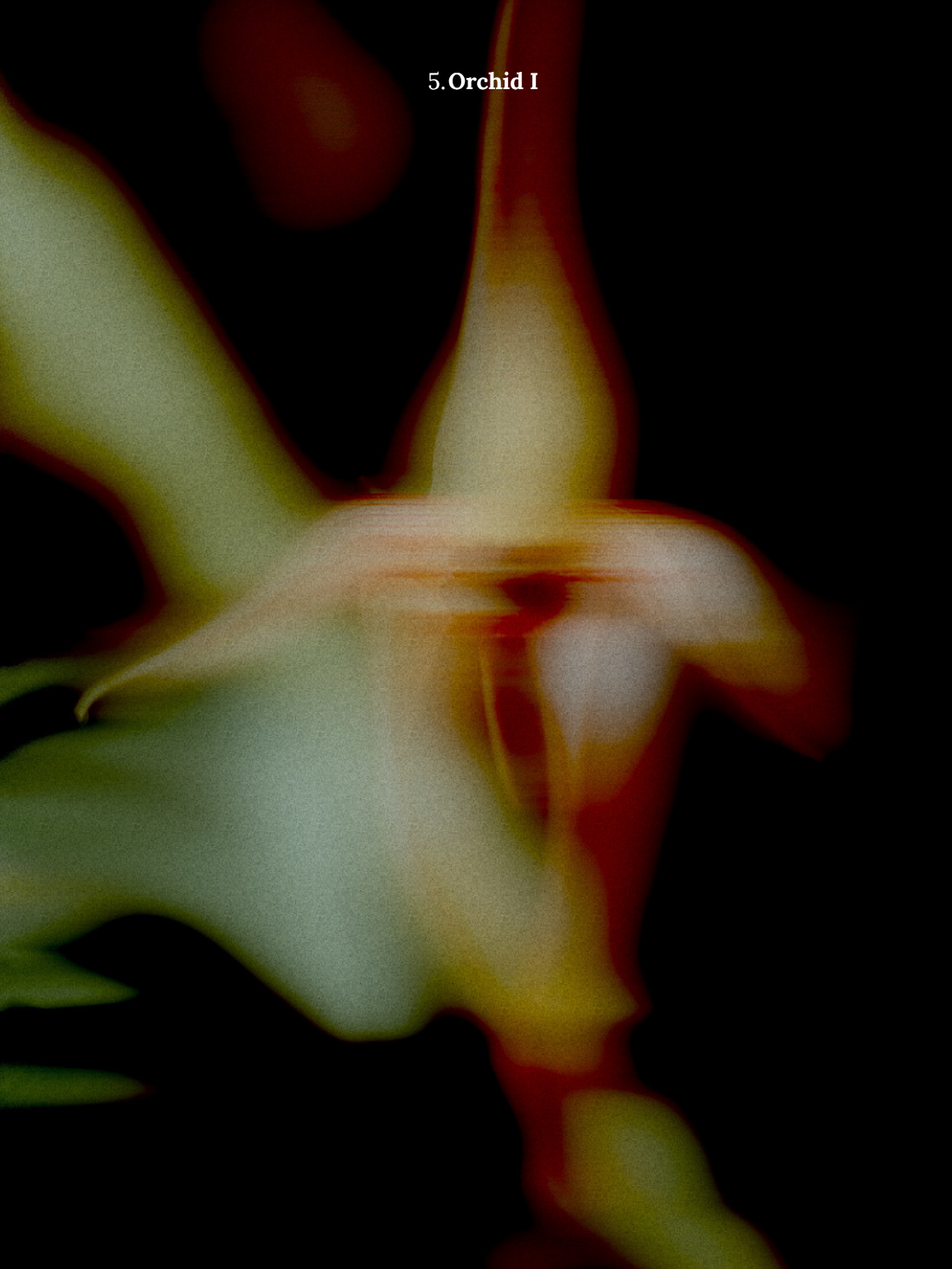5. Orchid I.png