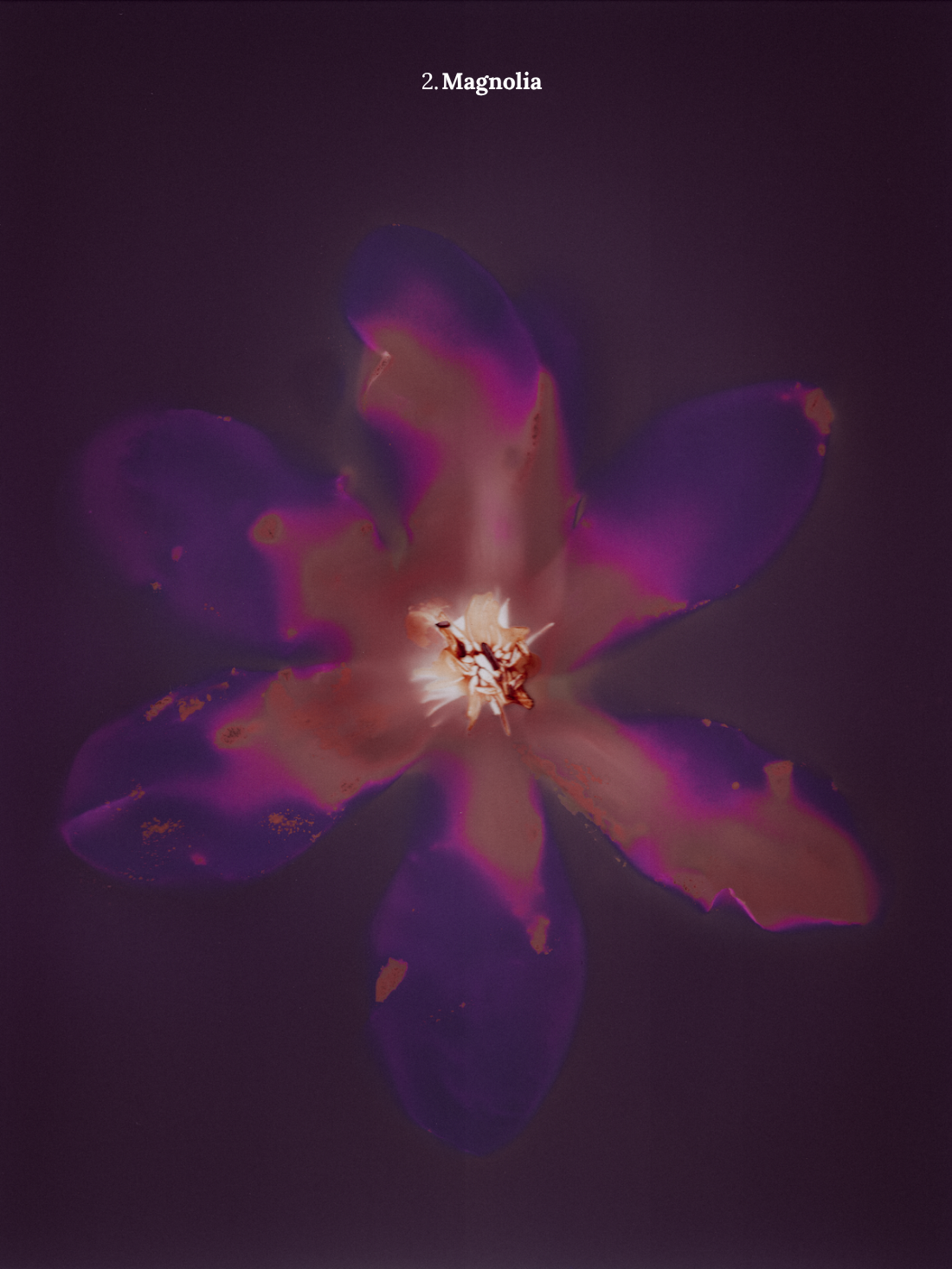 2. Magnolia.png