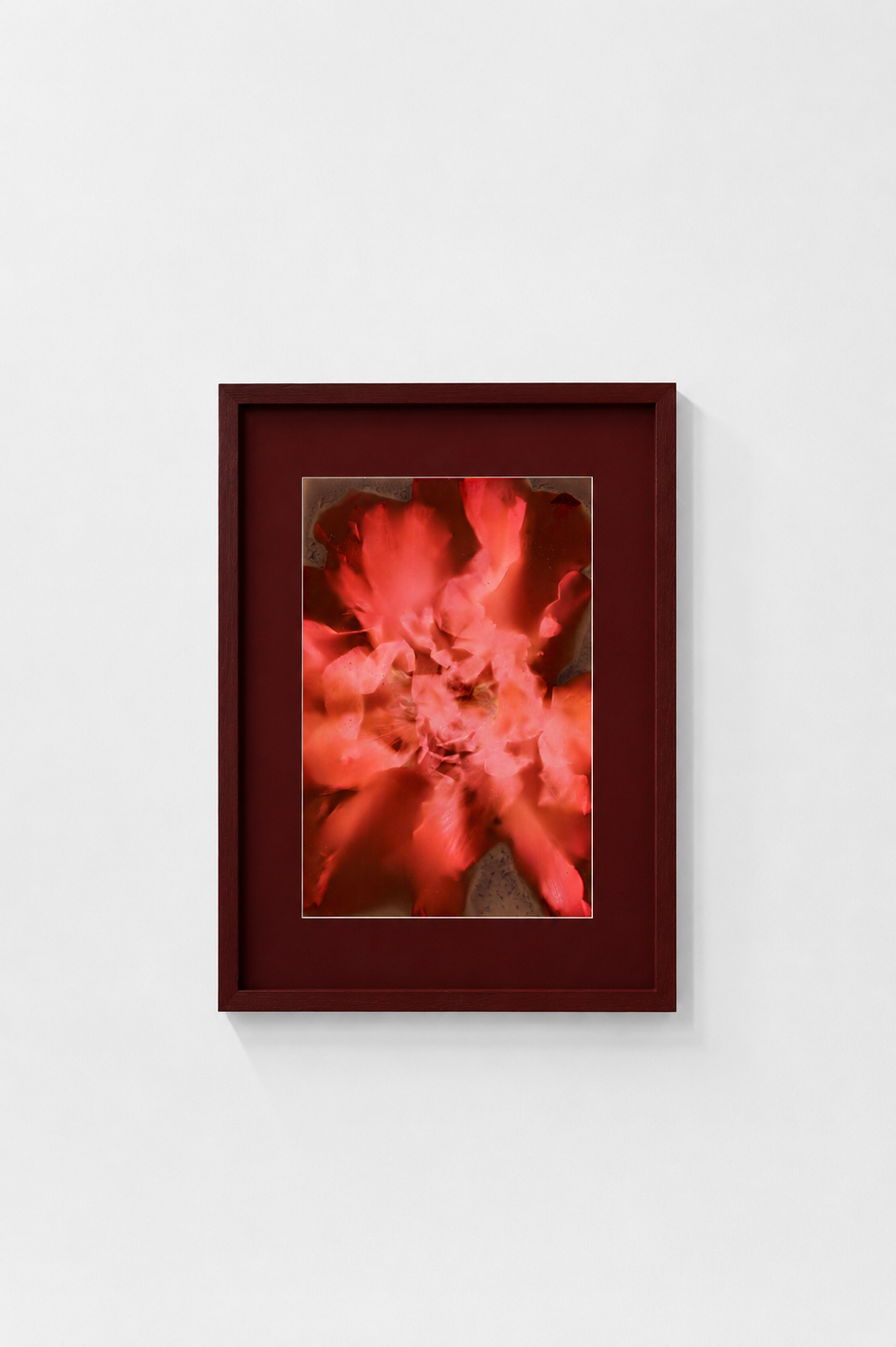 Hibiscus Rosa-Sinensis - Mock Up.png