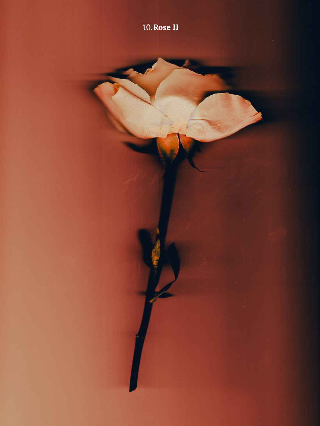 10. Rose II.png