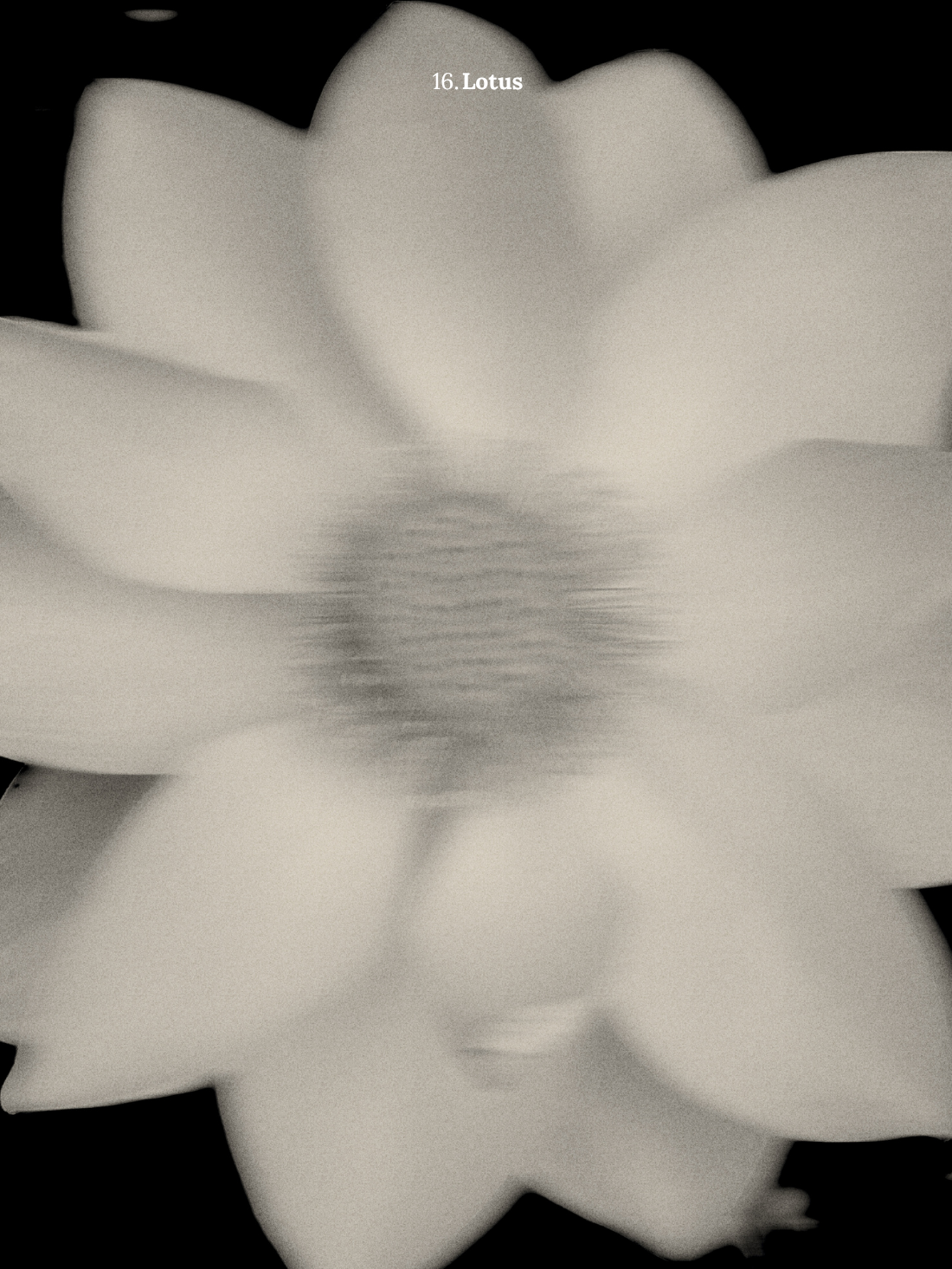 16. Lotus.png