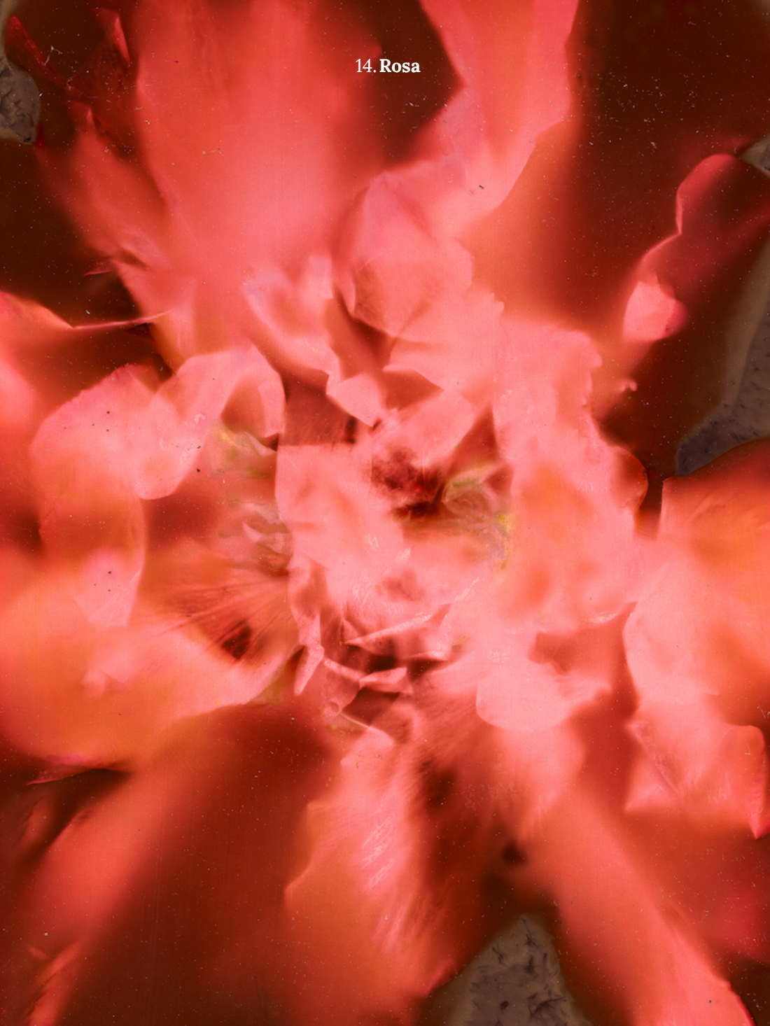 14. Rosa.png