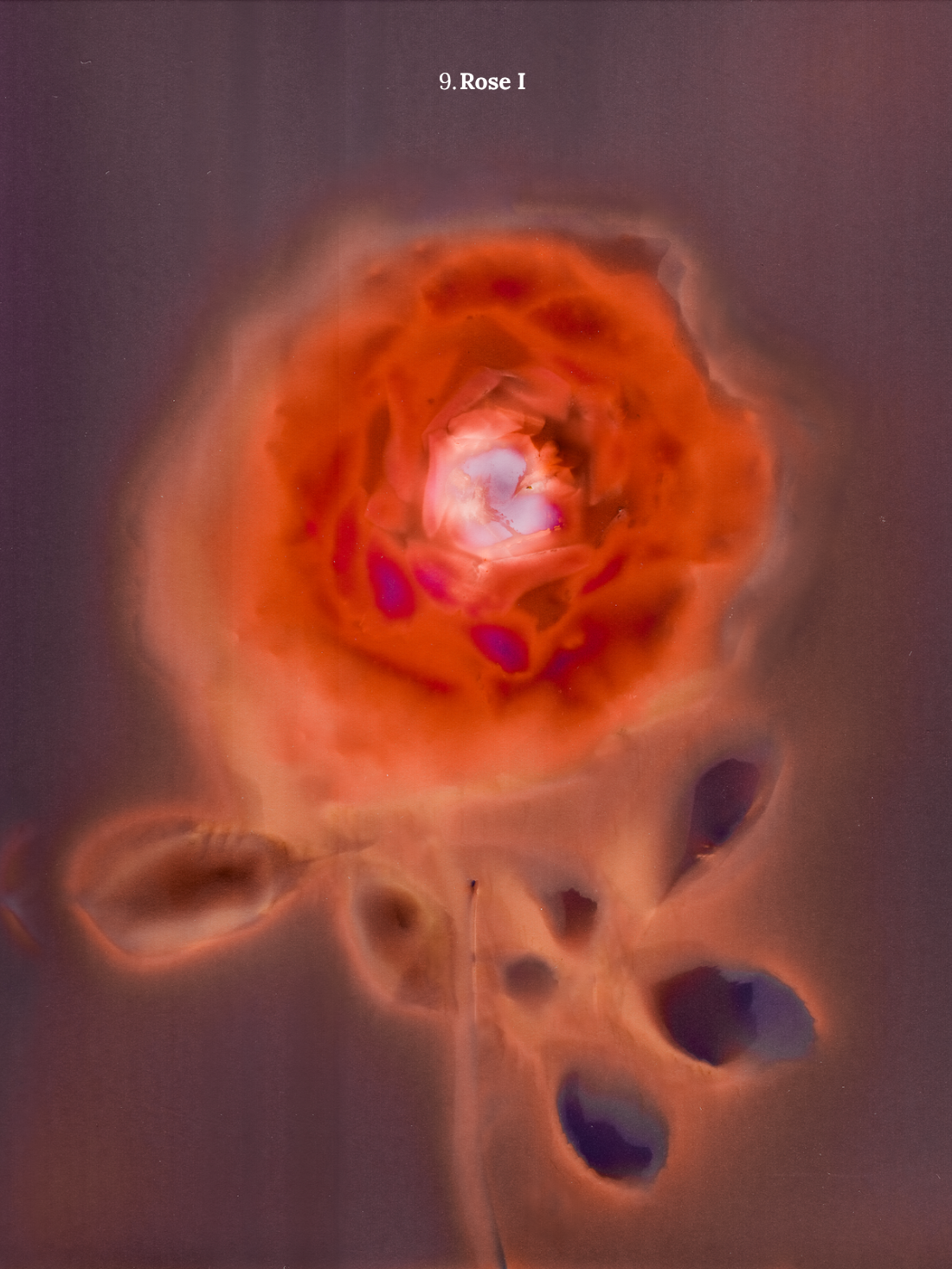 Rose I.png
