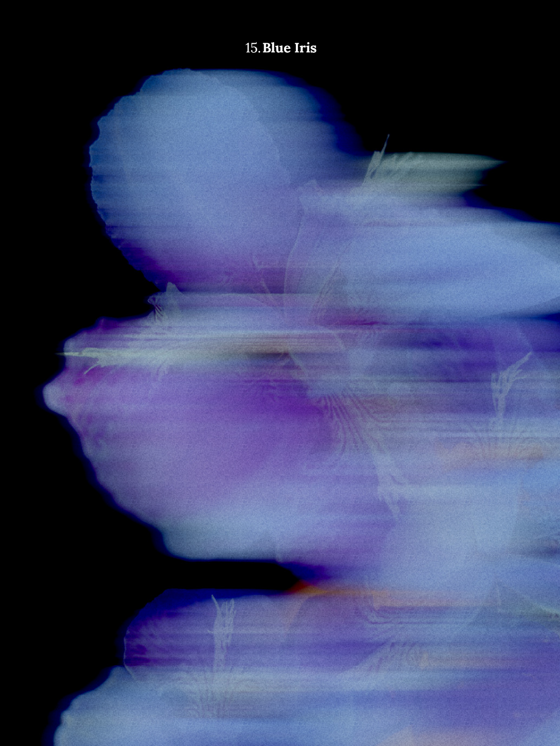 15. Blue Iris.png