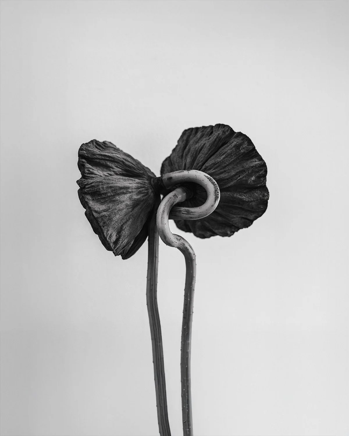 1T2A7990.jpg