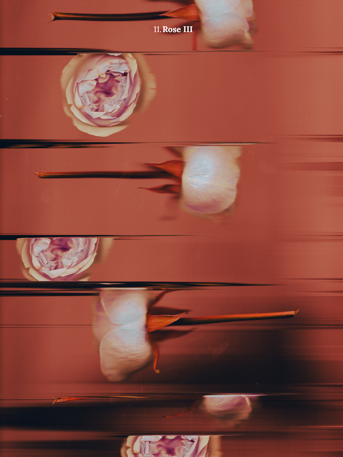 11. Rose III.png