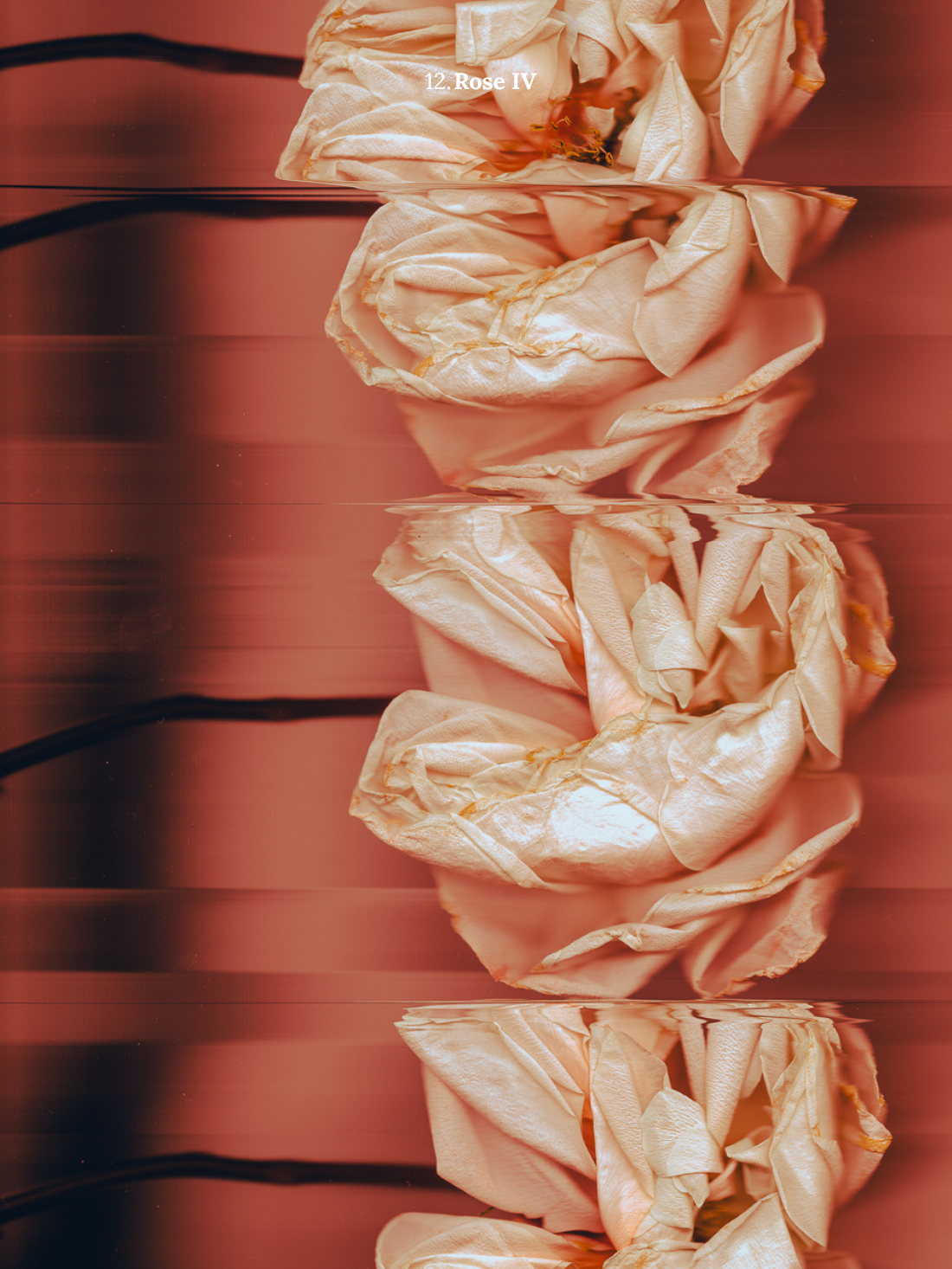 12. Rose IV.png