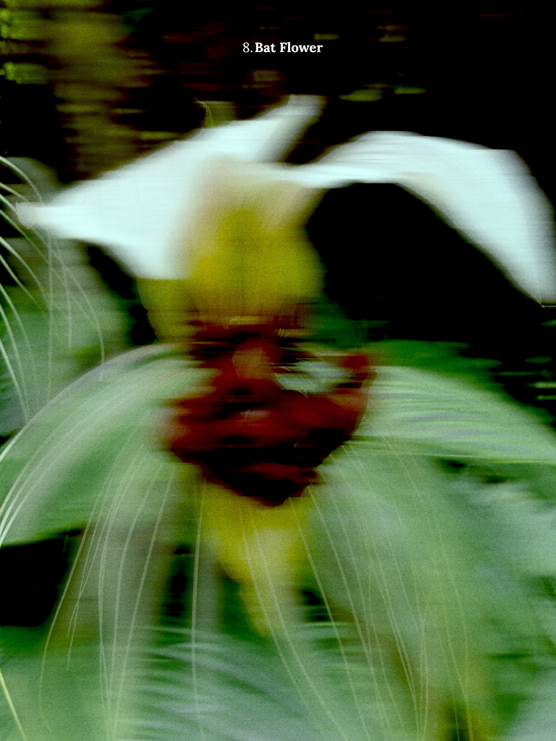 8. Bat Flower.png