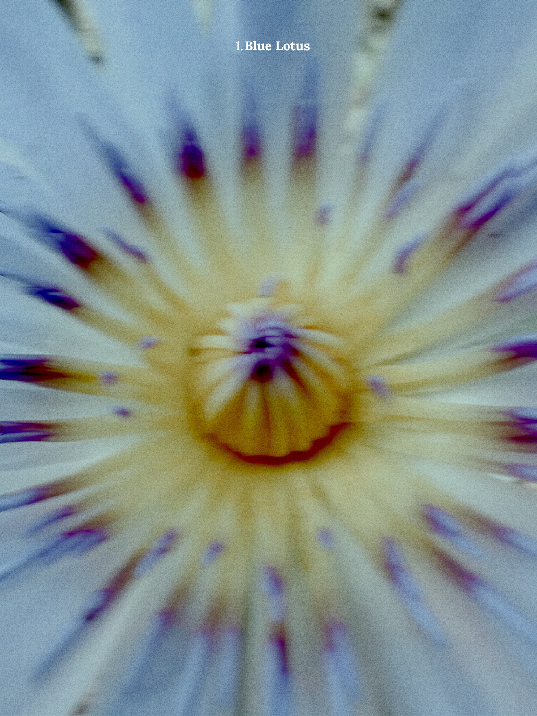 1. Blue Lotus.png