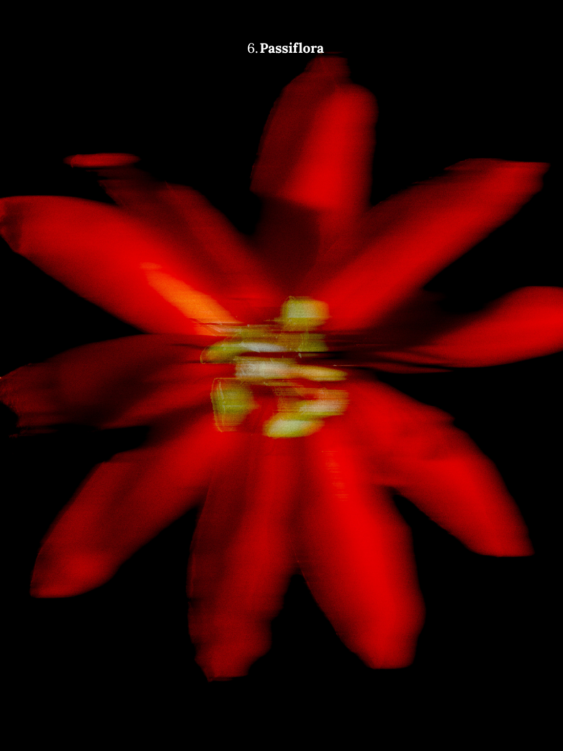 6. Passiflora.png