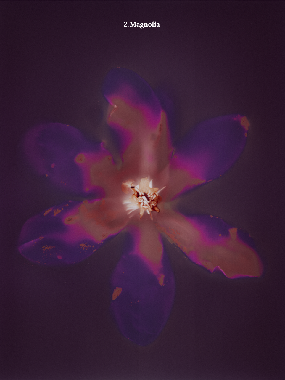 2. Magnolia.png