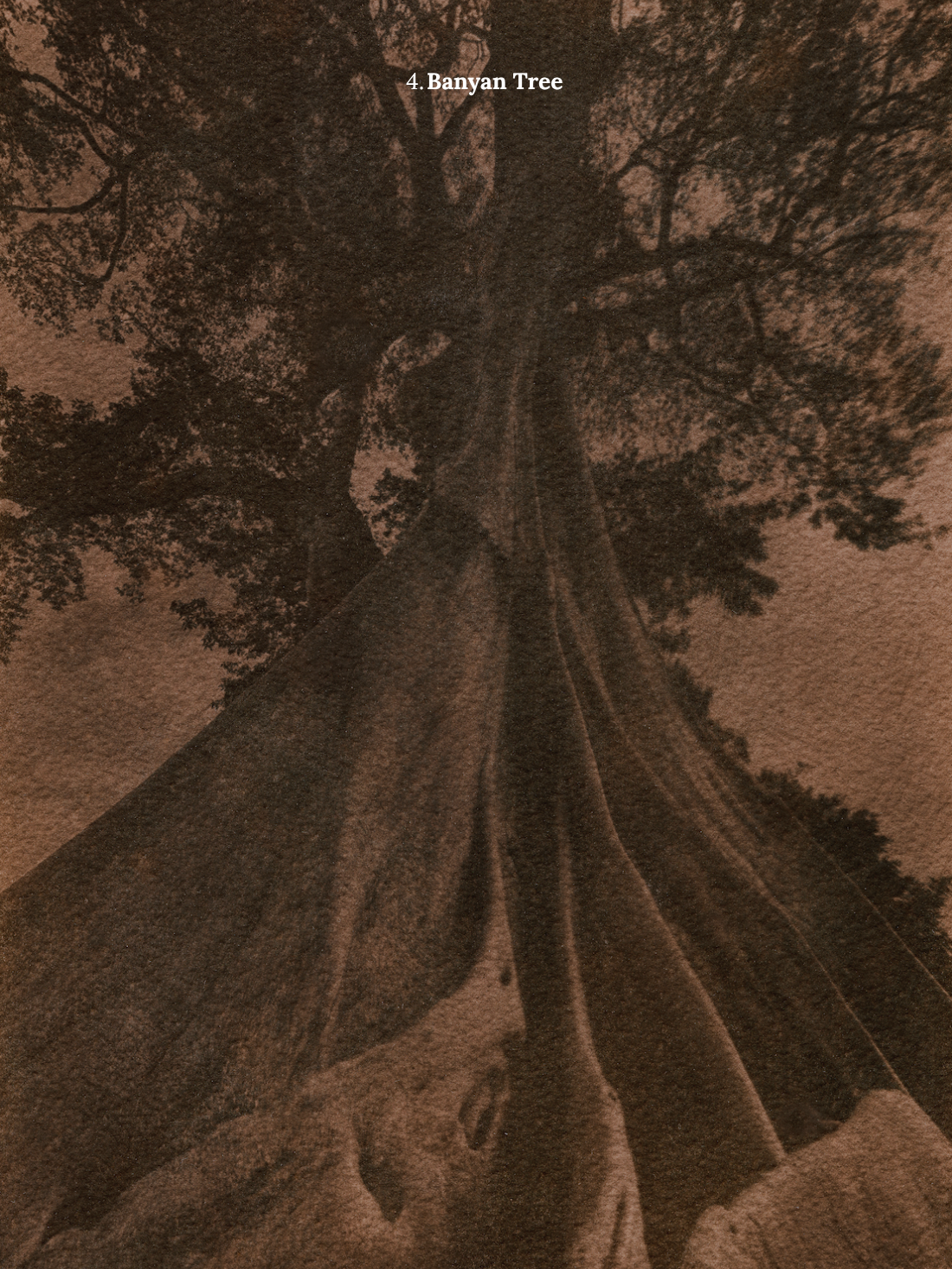 4. Banyan Tree.png