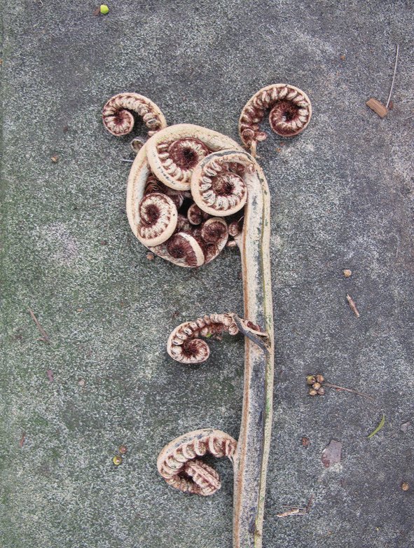 fern