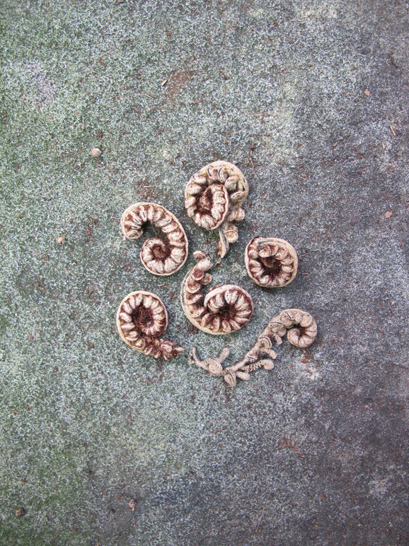 fern5_3036ss.jpg