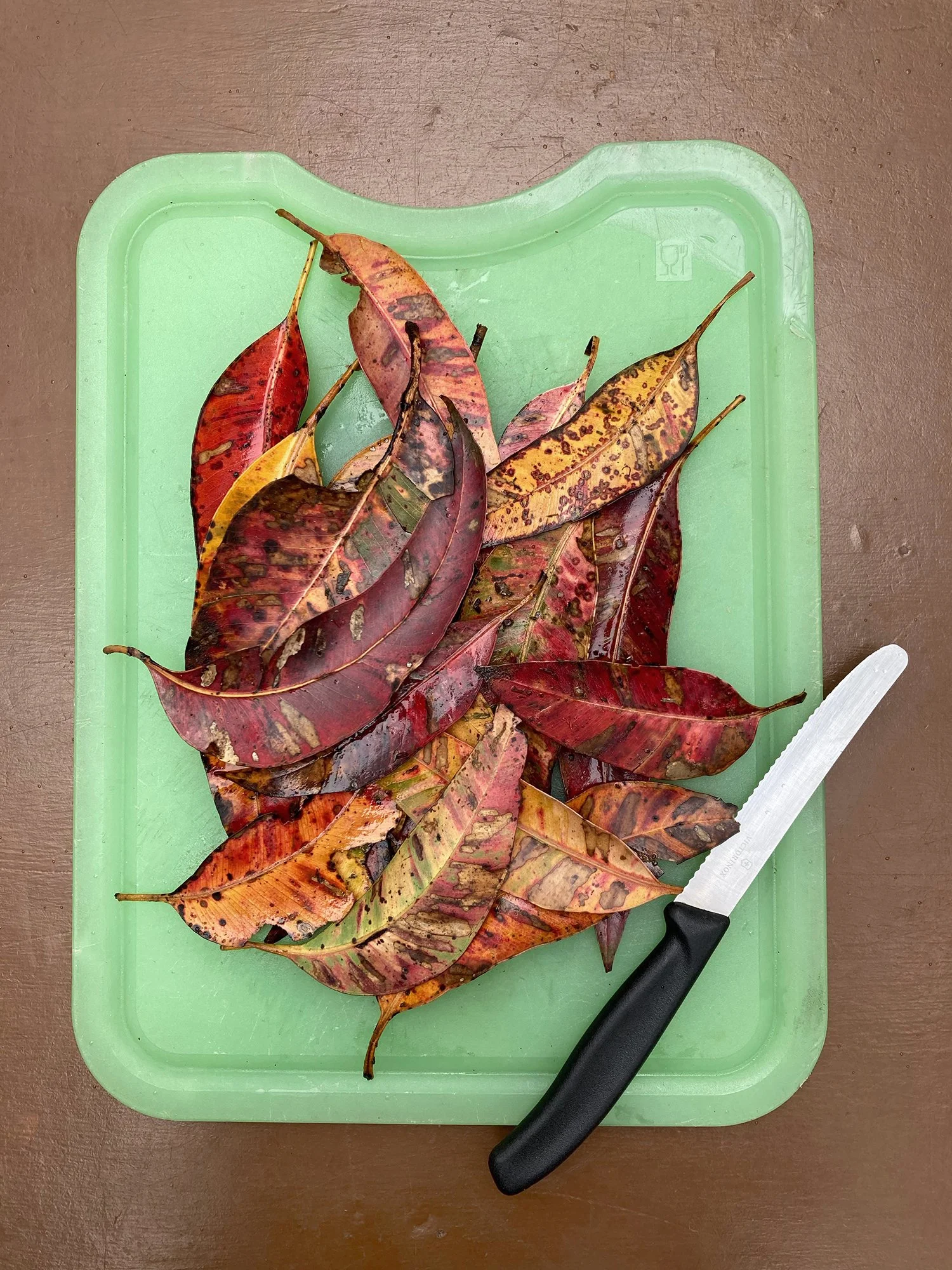 Print MIXED LEAVES_ORIGINAL_IMG_0338 copy.jpg