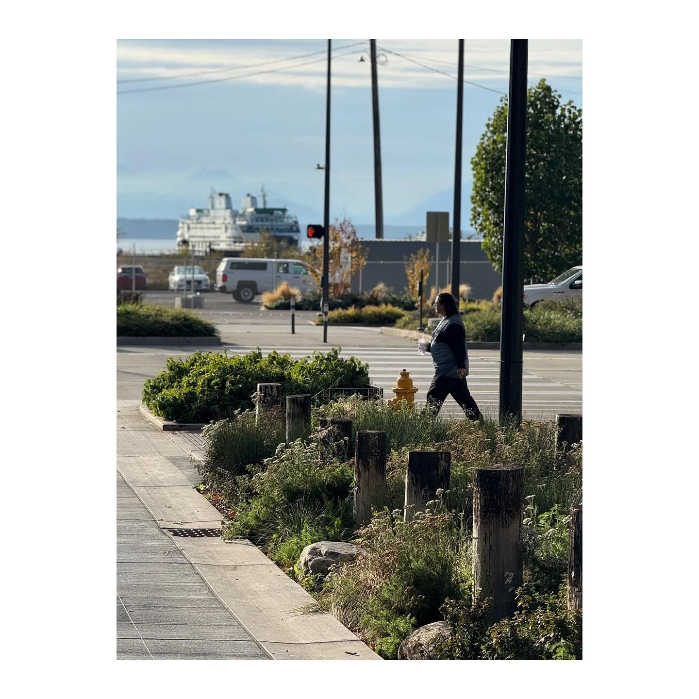 After a solid growing season, the plantings for the Pioneer Square East-West Street Pedestrian Improvements on Main Street are starting to fill in and reveal their structure, calling back to a time before Seattle was even a city.
North-south swaths