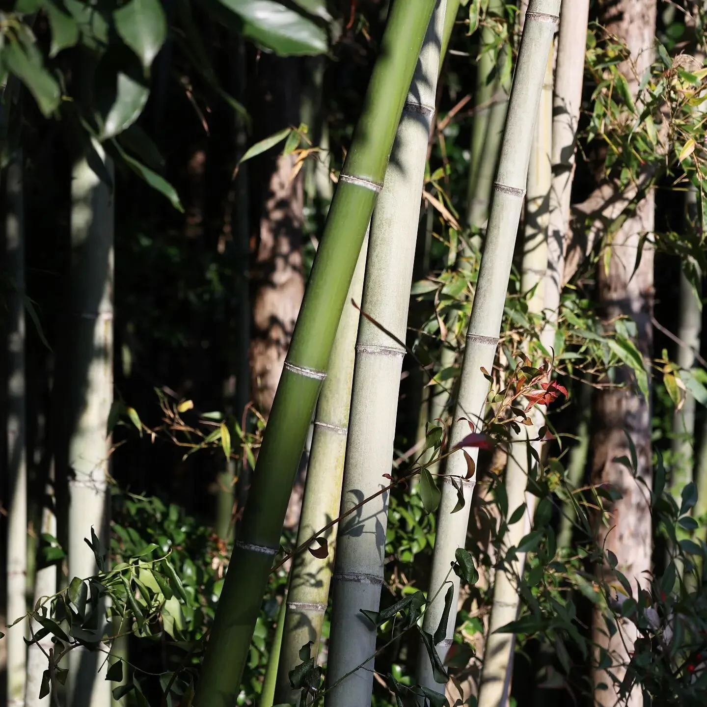 BAMBOOYAH