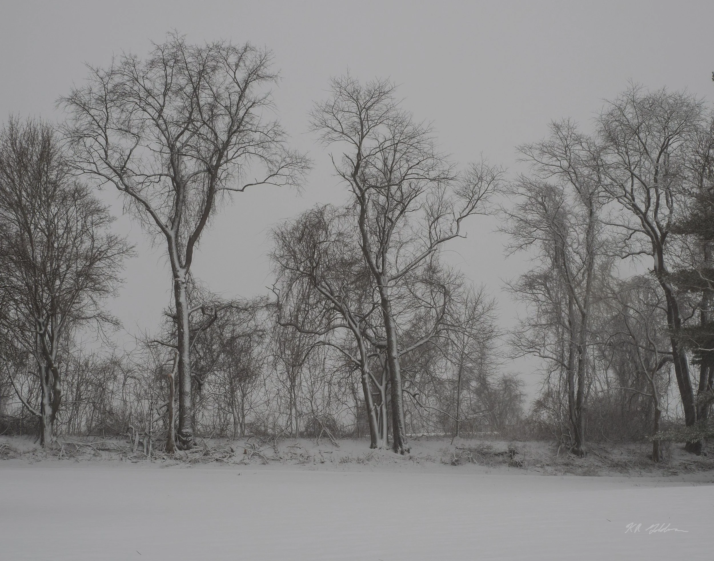Bare Trees, Gray Skies, Ken Goldman, Photograph on Archival Paper, $150. (12"x15")