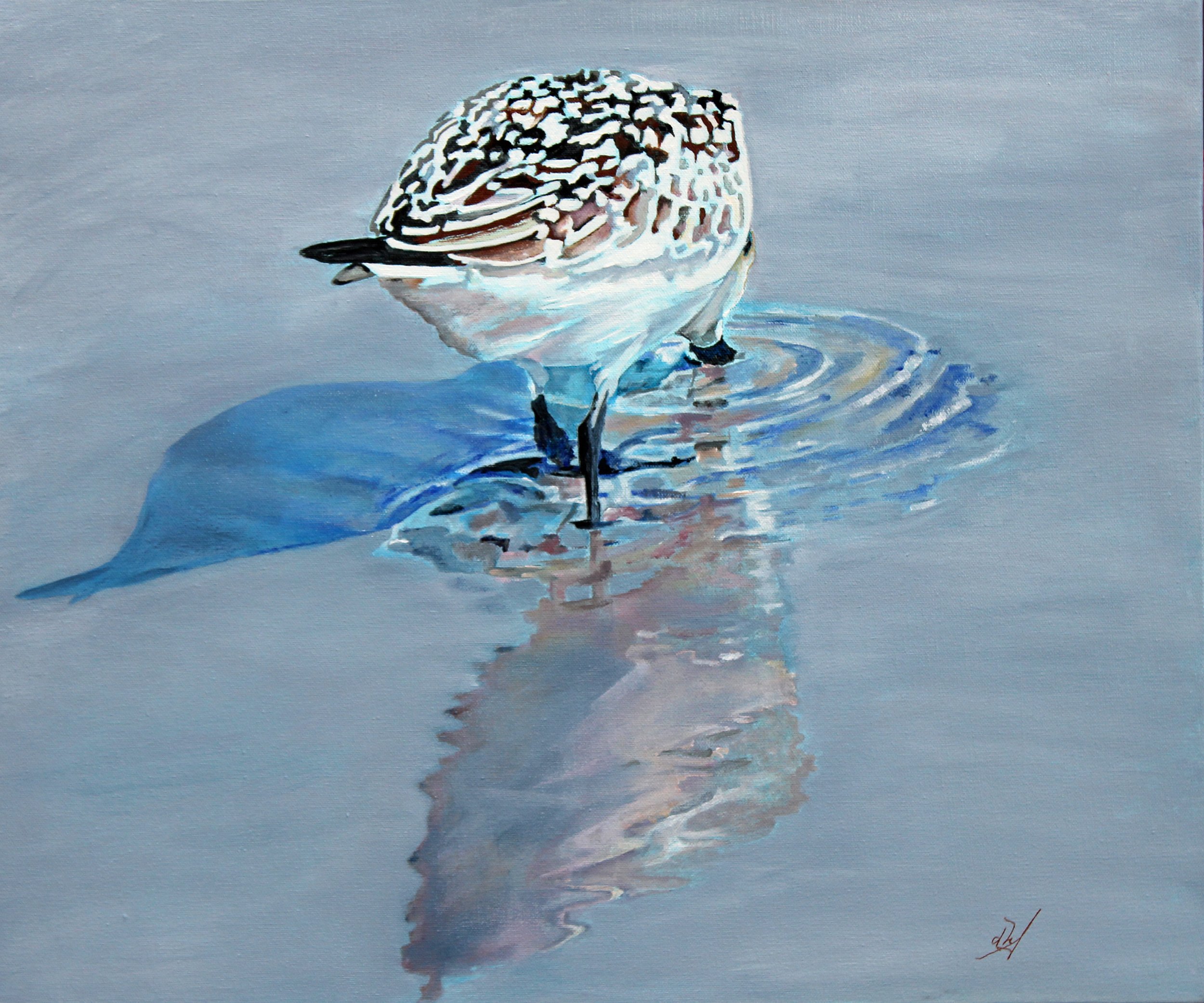 Sanderling in a Pool, Donna Asquith, Acrylic on Canvas, $1200. (25.5x21.5")