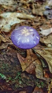 purple mushroom lo res.jpeg
