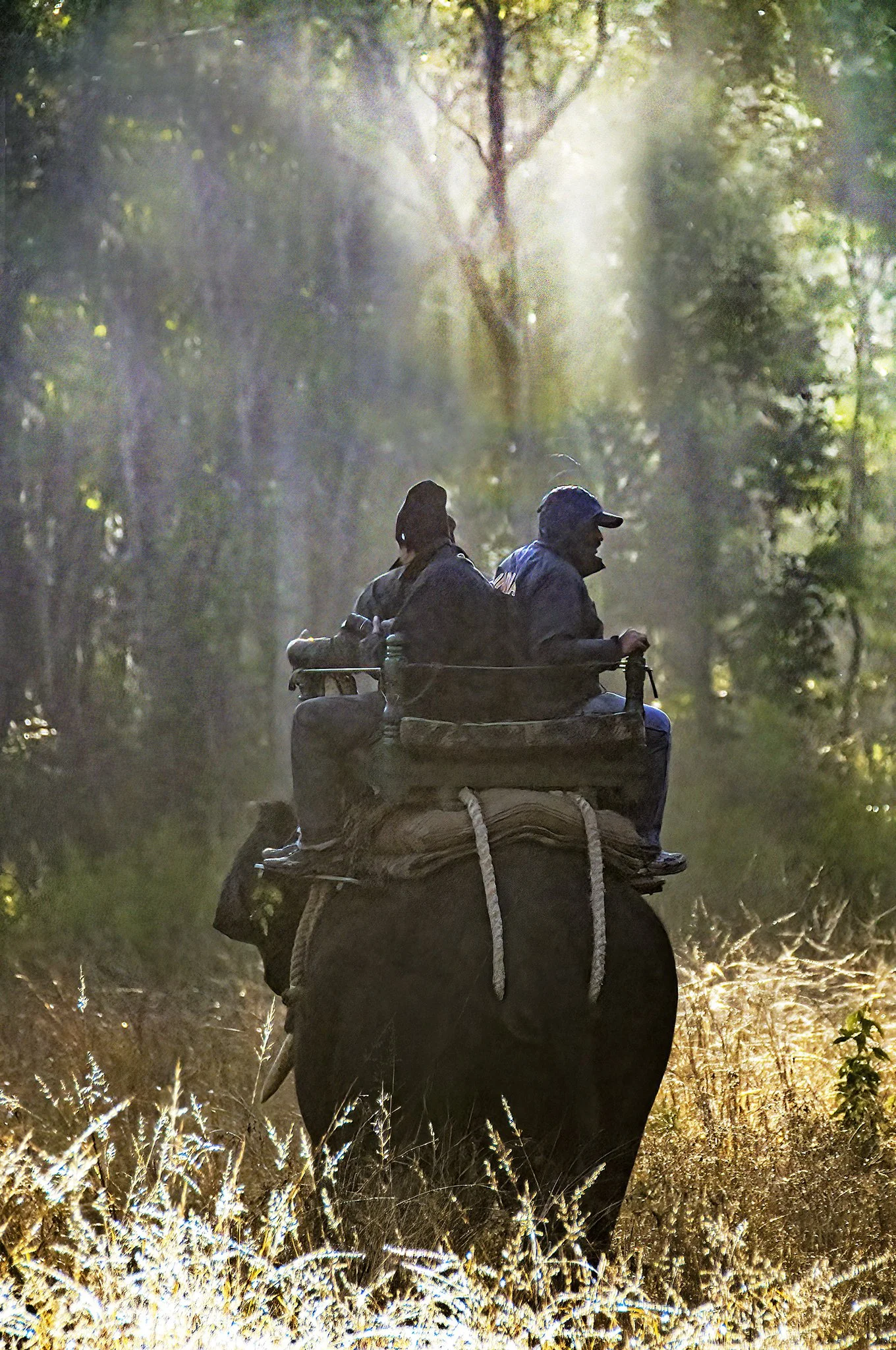 Morning In The Jungle, Michael Sterling, Photograph, $250. (12"x16")