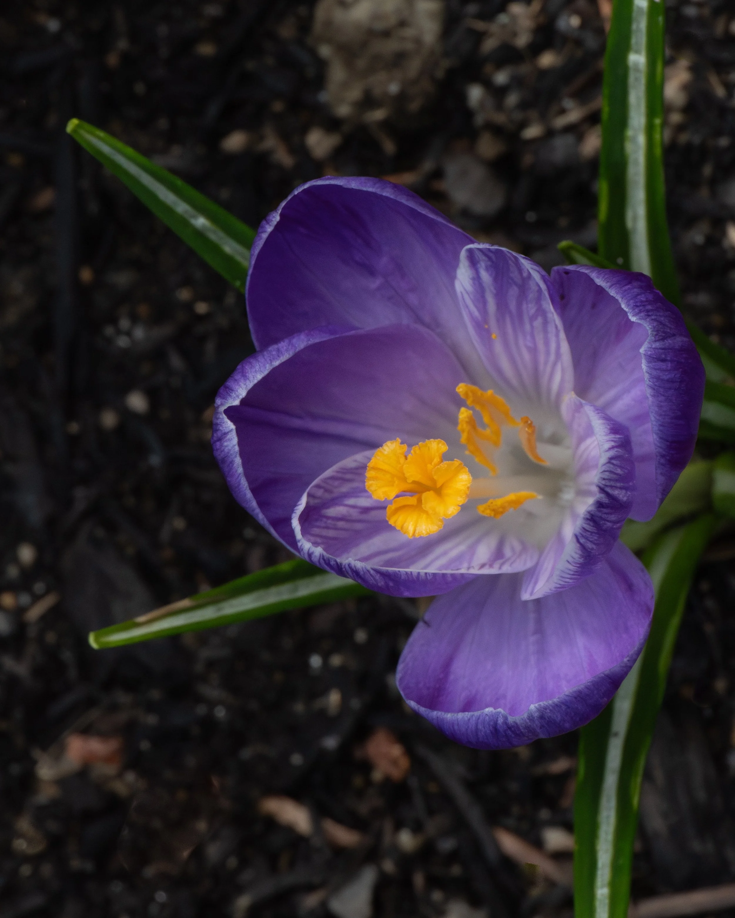 Spring Flower, Tom Lynott, Photograph, $125.