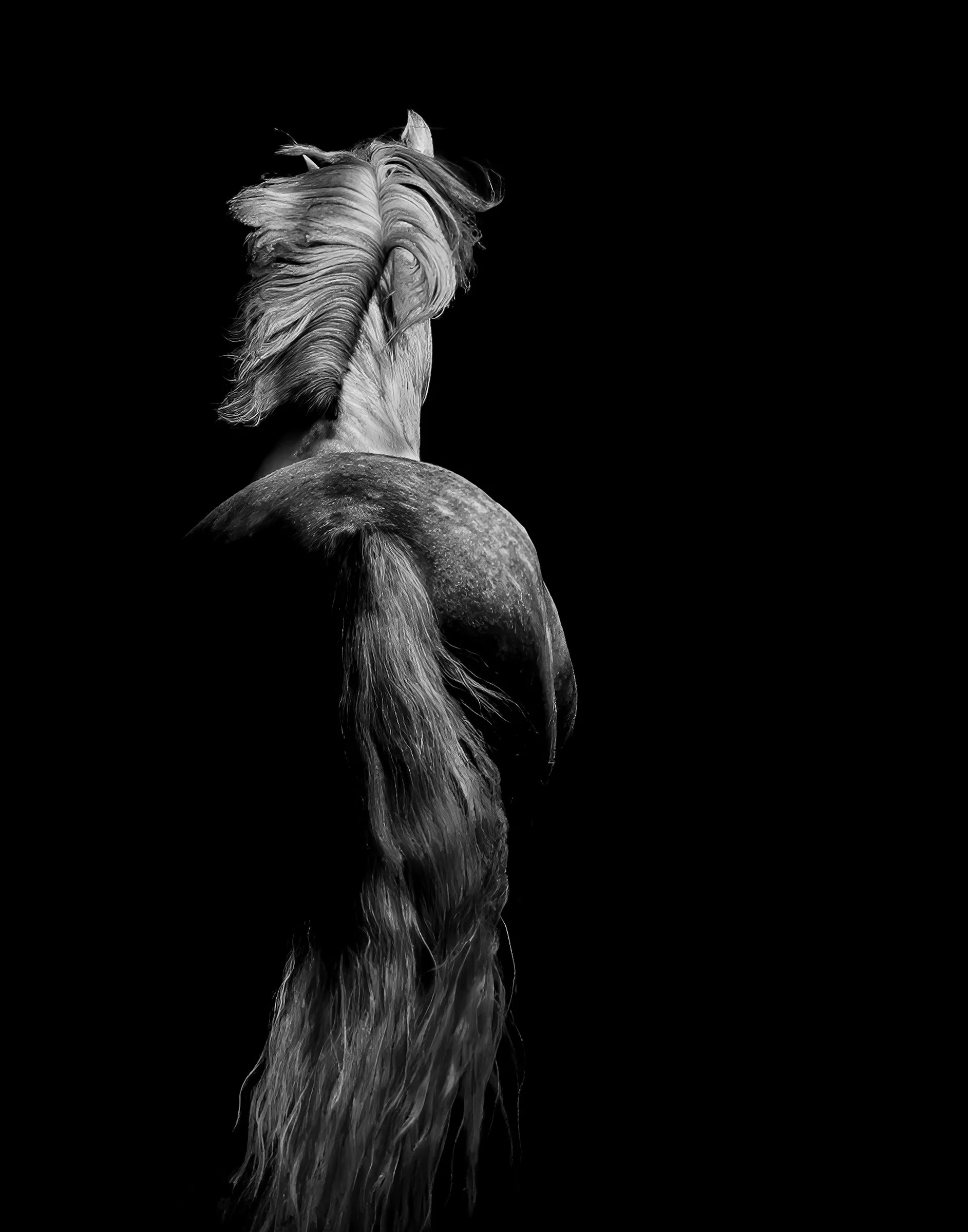 Moonlight Dance, Susan Irene Correia, Archival Fine Art Photography Paper, $375.