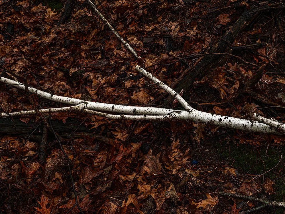 Fallen Birch, Steve Genatossio, Archival Pigment Print, $250. (16x20")