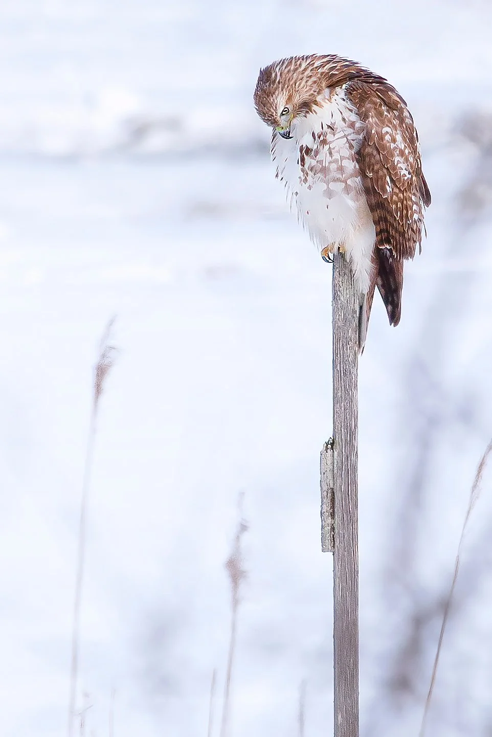 Anticipation, Susan Irene Correia, Archival Fine Art Photography Paper, $325.
