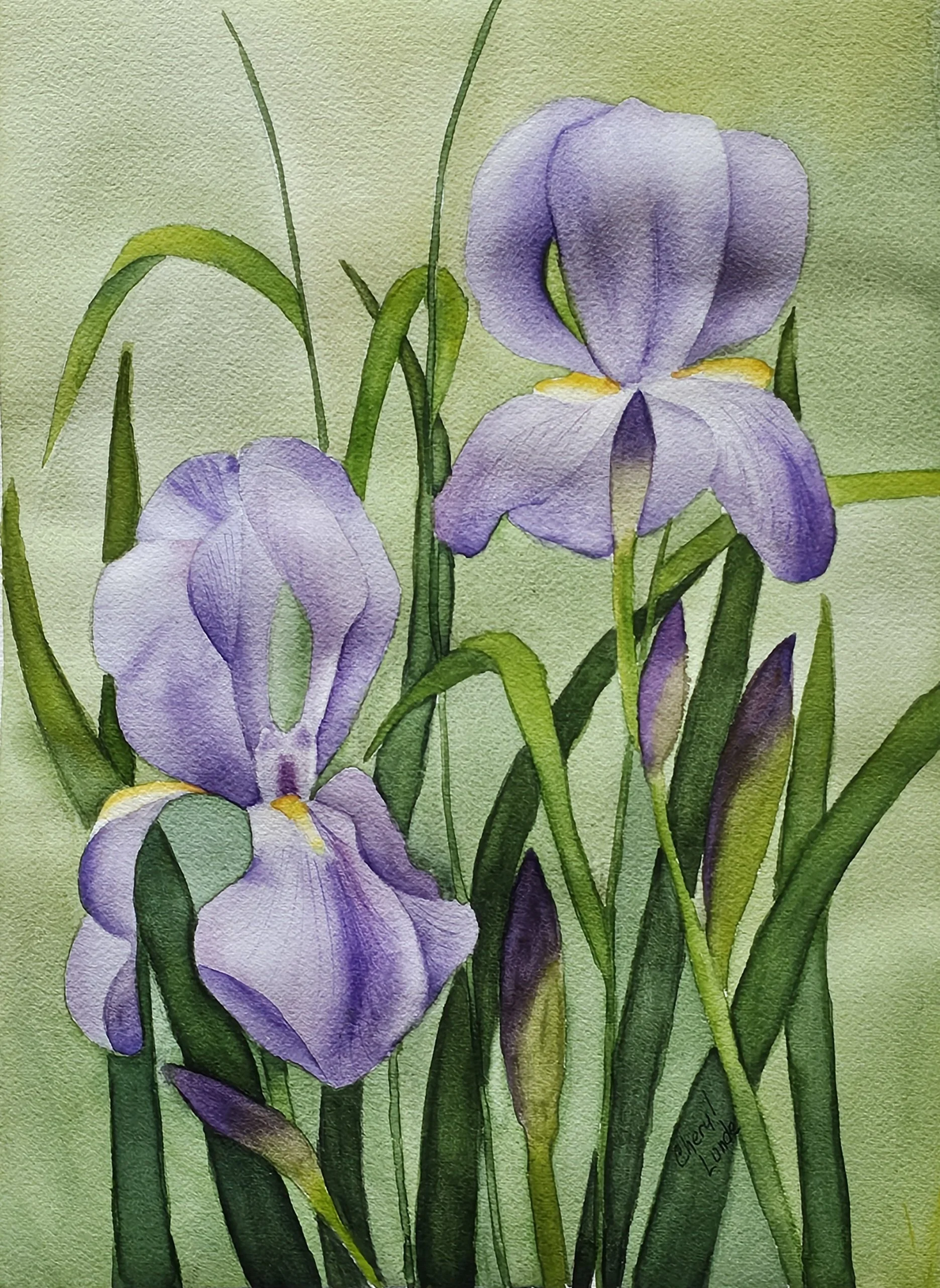 Irises, Cheryl Lunde, Watercolor, $375.