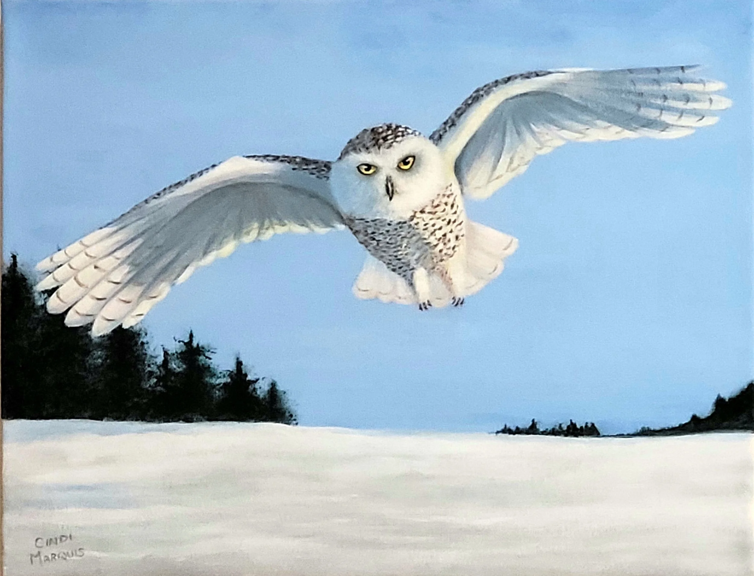 Snowy Owl, In Flight, Cindi Marquis, Acrylic, $350.