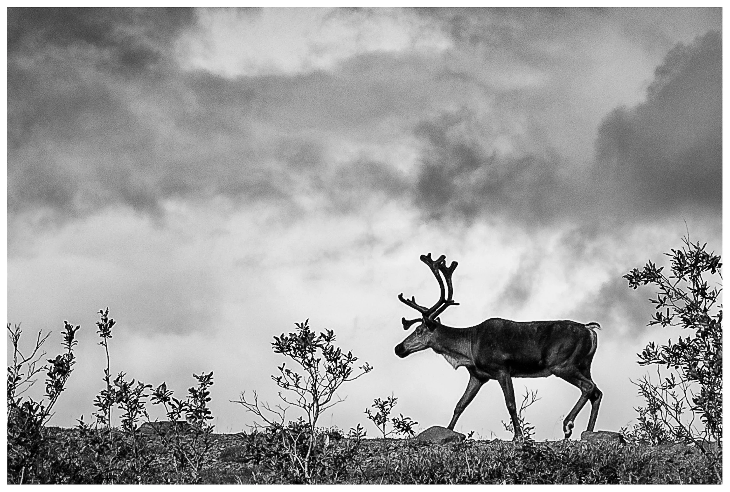 Caribou In Storm Light, Kevin Molloy, Photograph, $249. (13.5"x16.5")