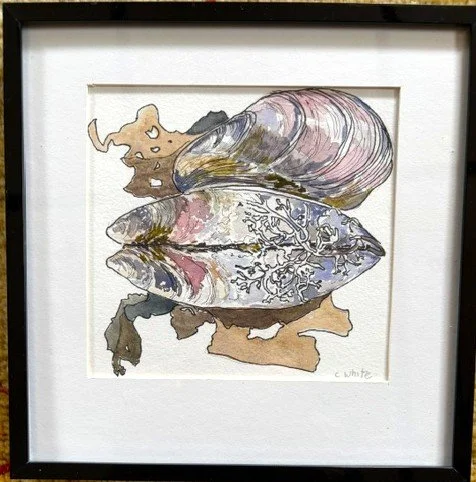 Mytilus Edulis, Christina White, Pen & Watercolor, $50. (8.25x8.25")