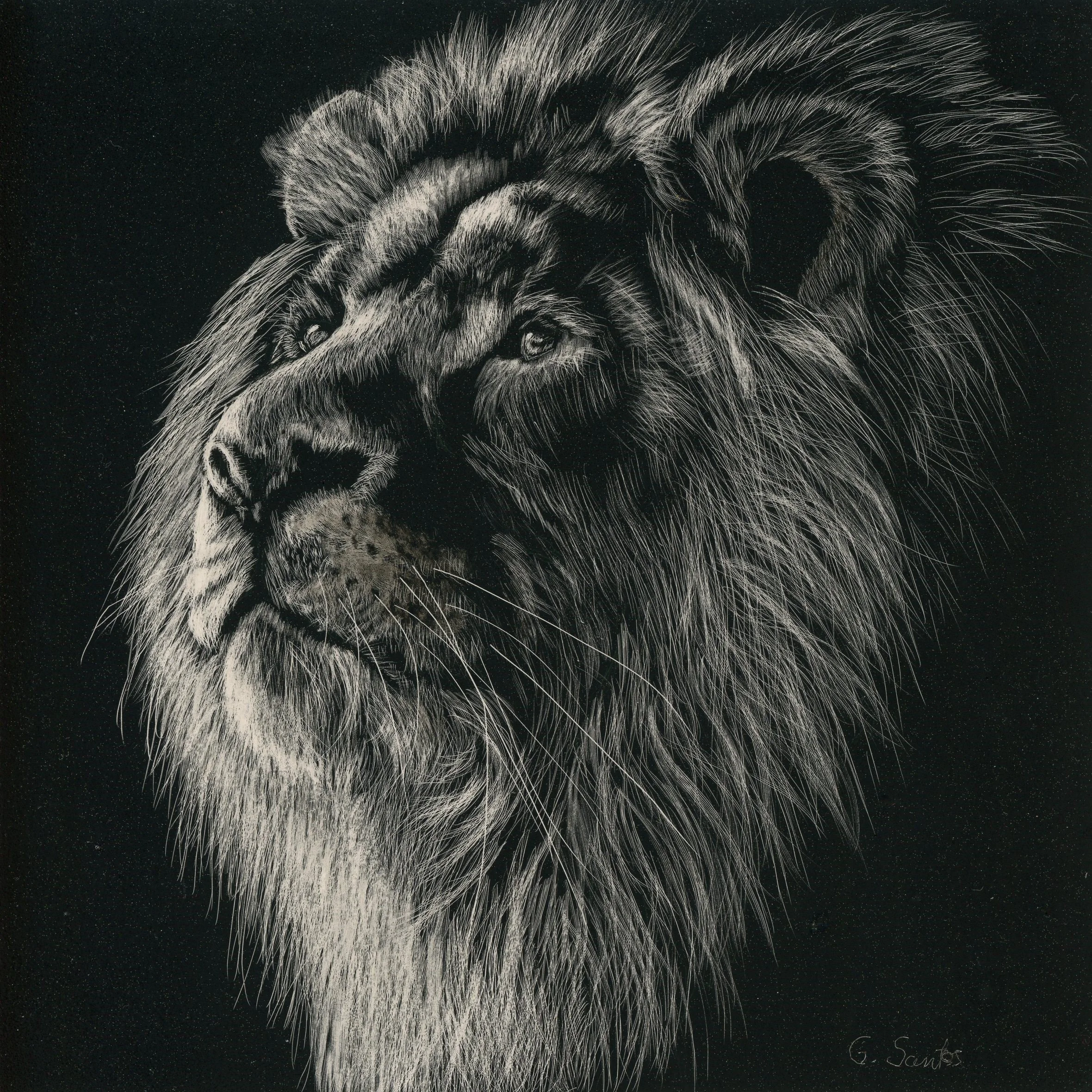 Lion, Gail Santos, Scratchboard, $275.