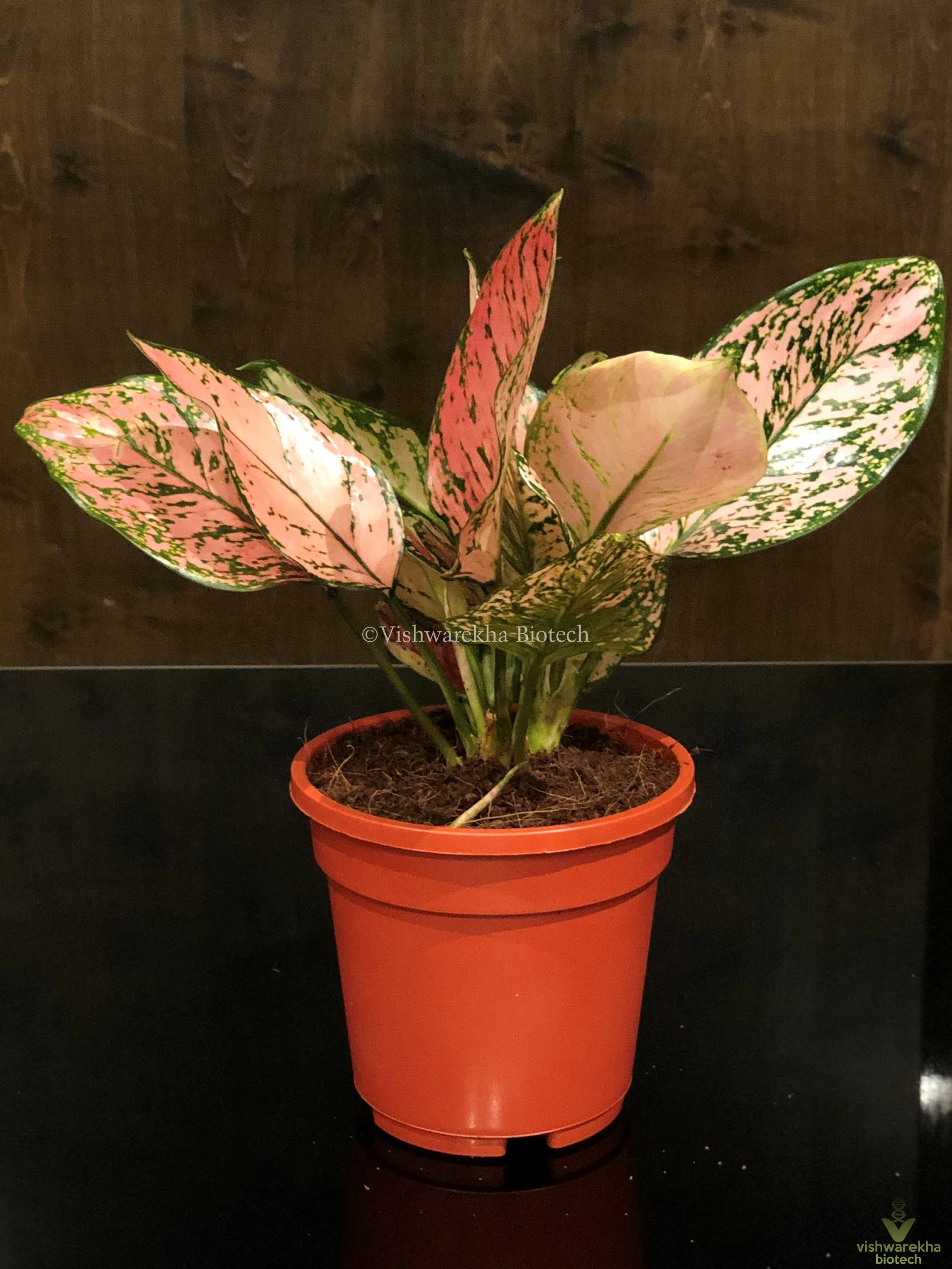 Aglaonema China Valentine