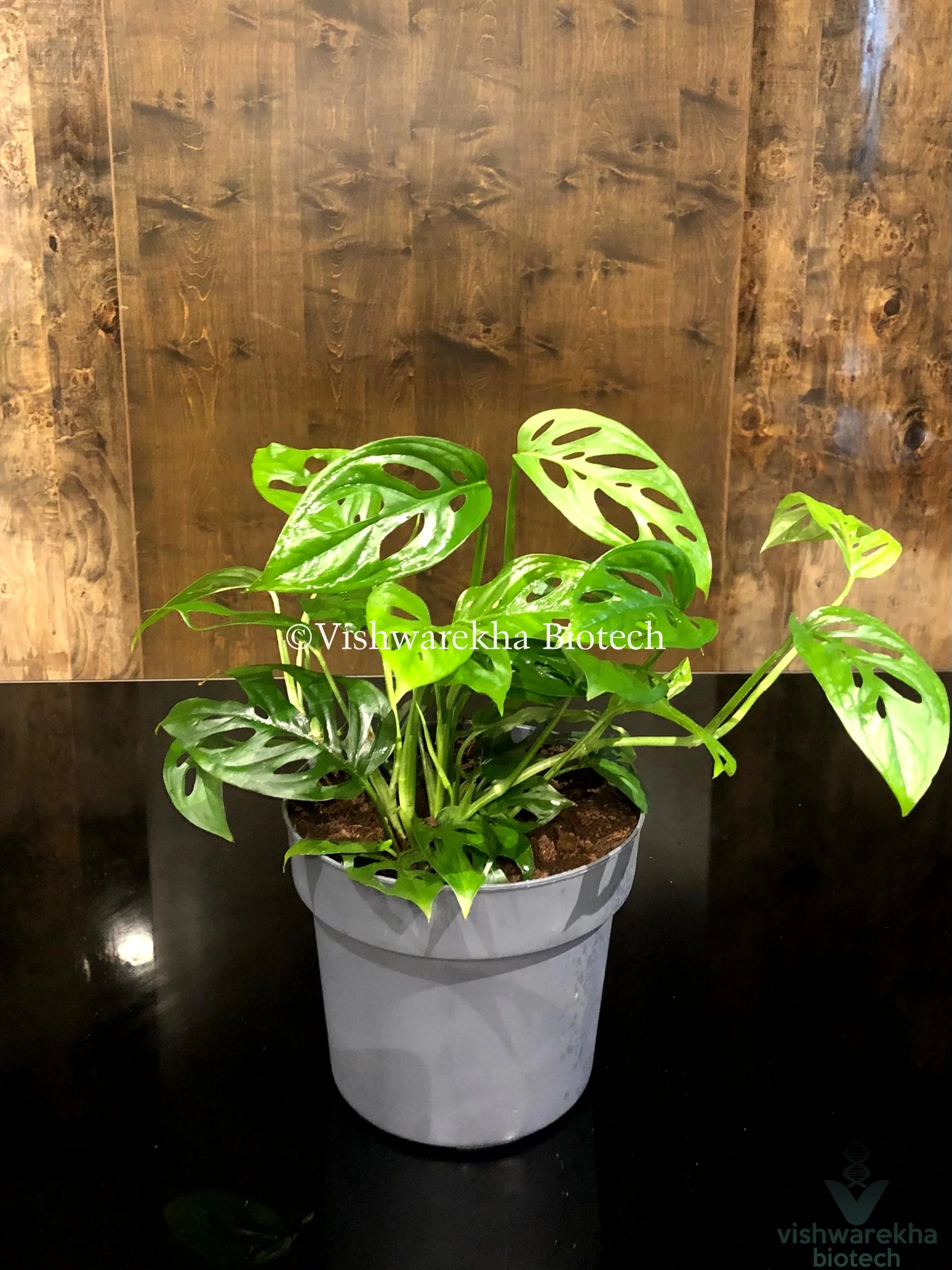 Monstera — Vishwarekha Biotech