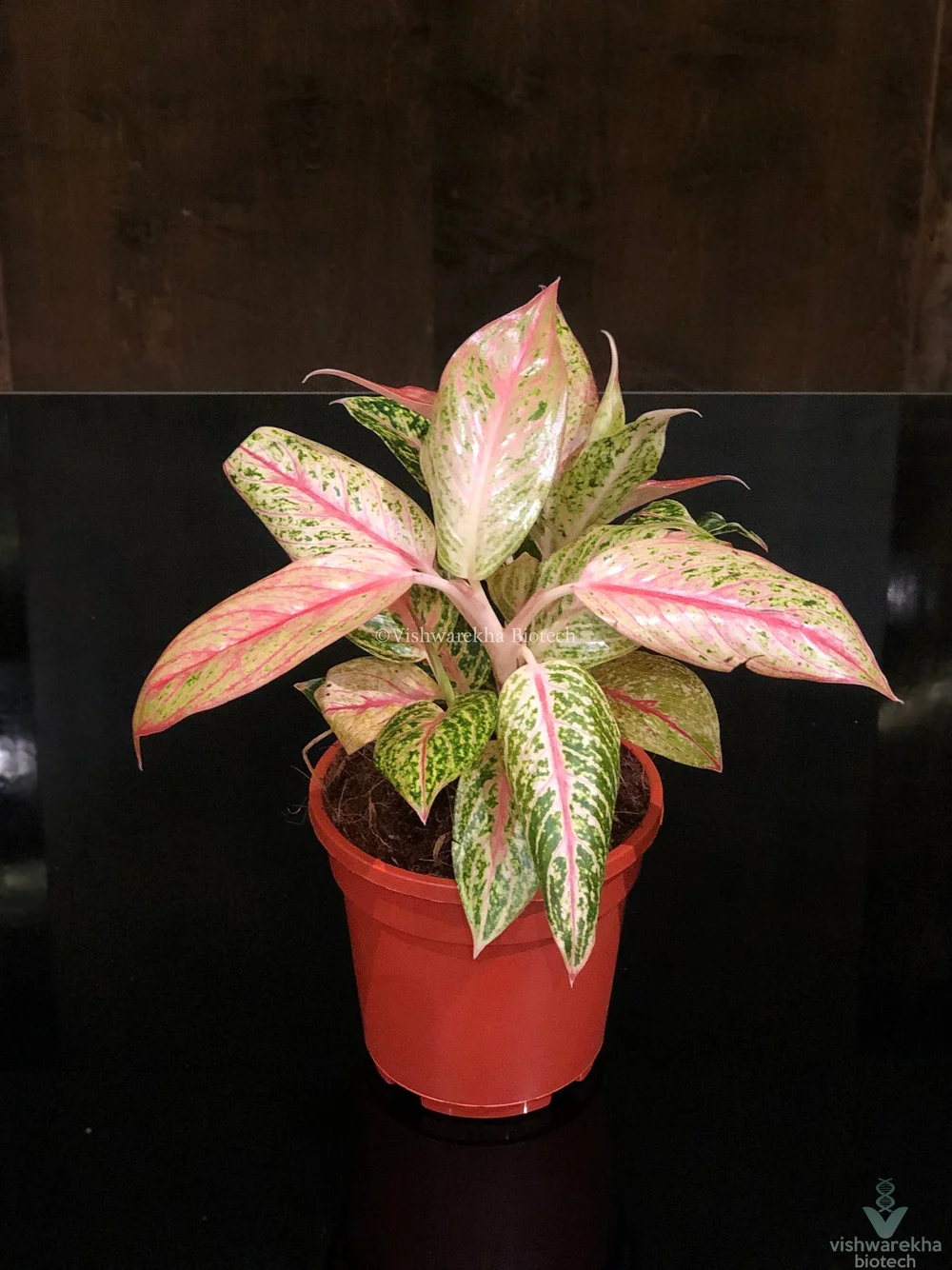 Aglaonema Star Shining — Vishwarekha Biotech