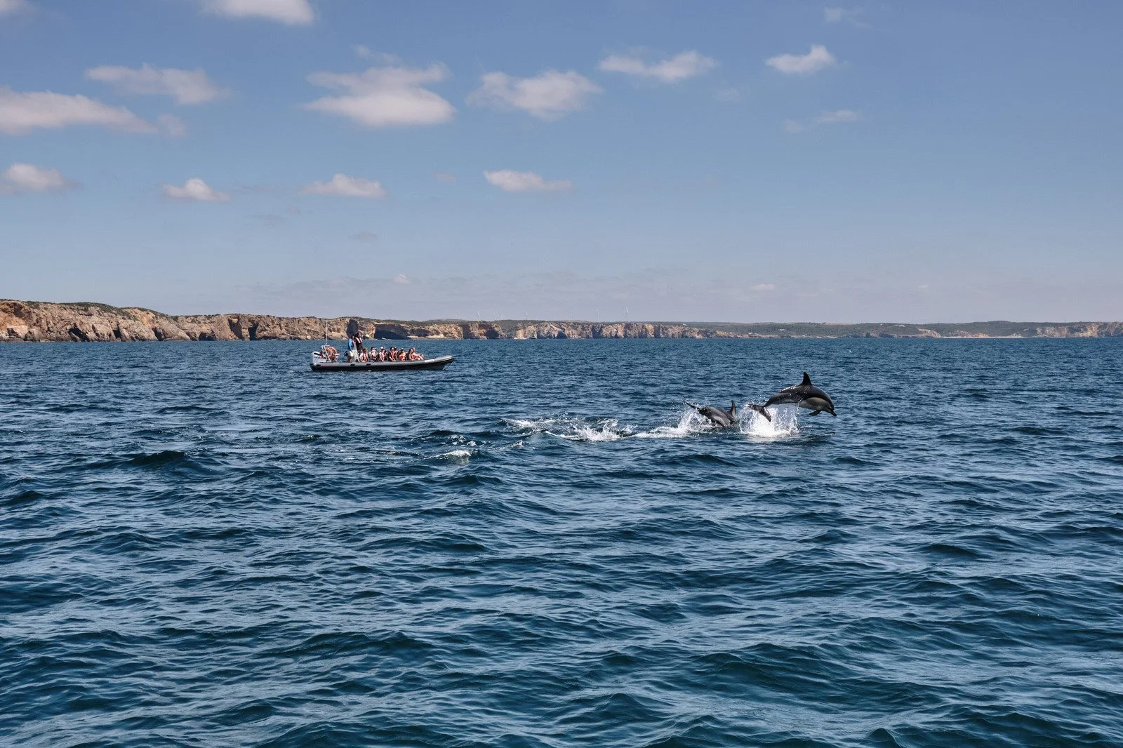 travel-photography-portugal-dolphin.jpg