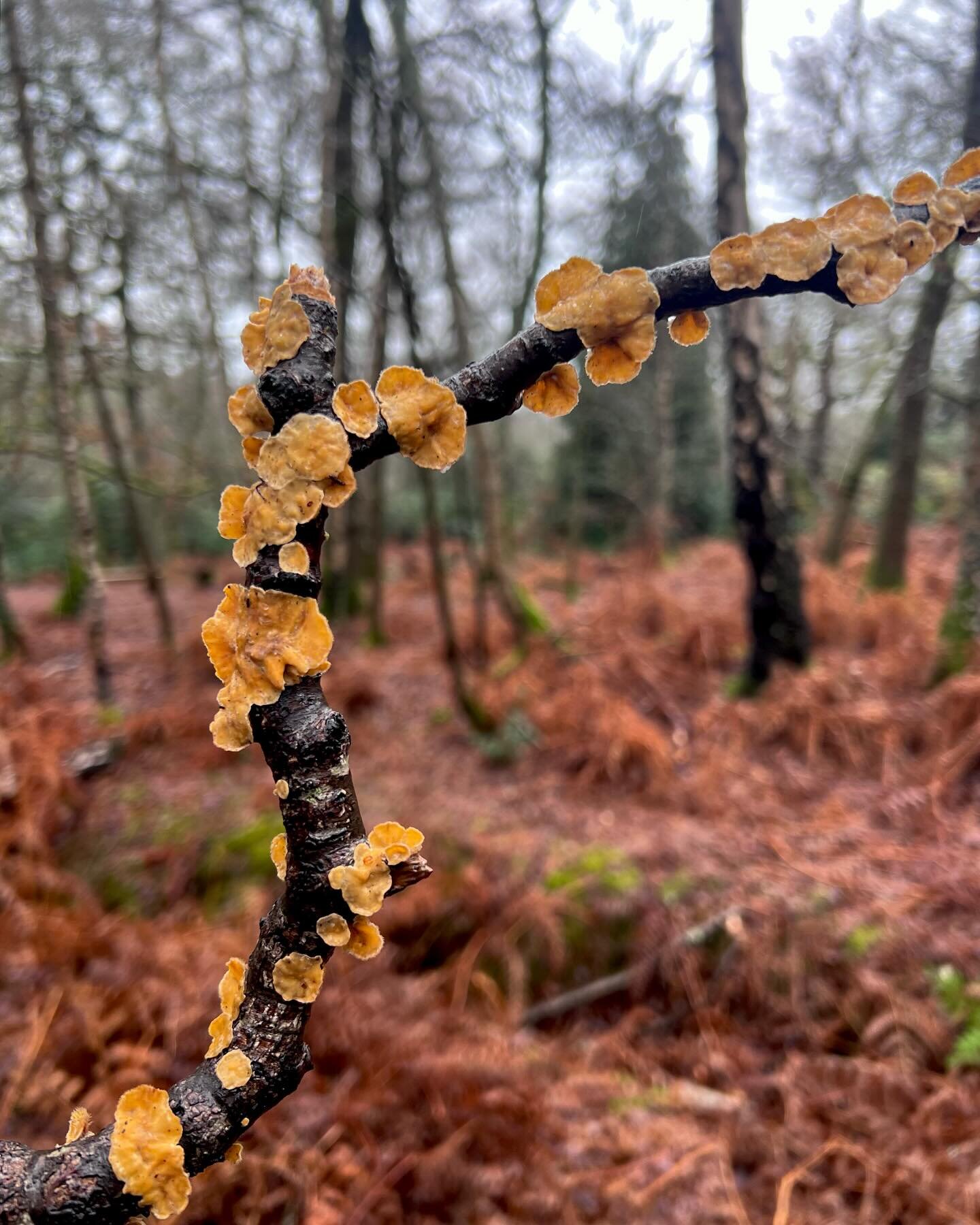 Life is a bit difficult at the moment, but a walk in the woods with Eagle-eye Evans was just the ticket. February Fungi Friday is never going to be as showy as it is in the Autumn, but there still plenty out there to sooth the soul. Here&rsquo;s to g