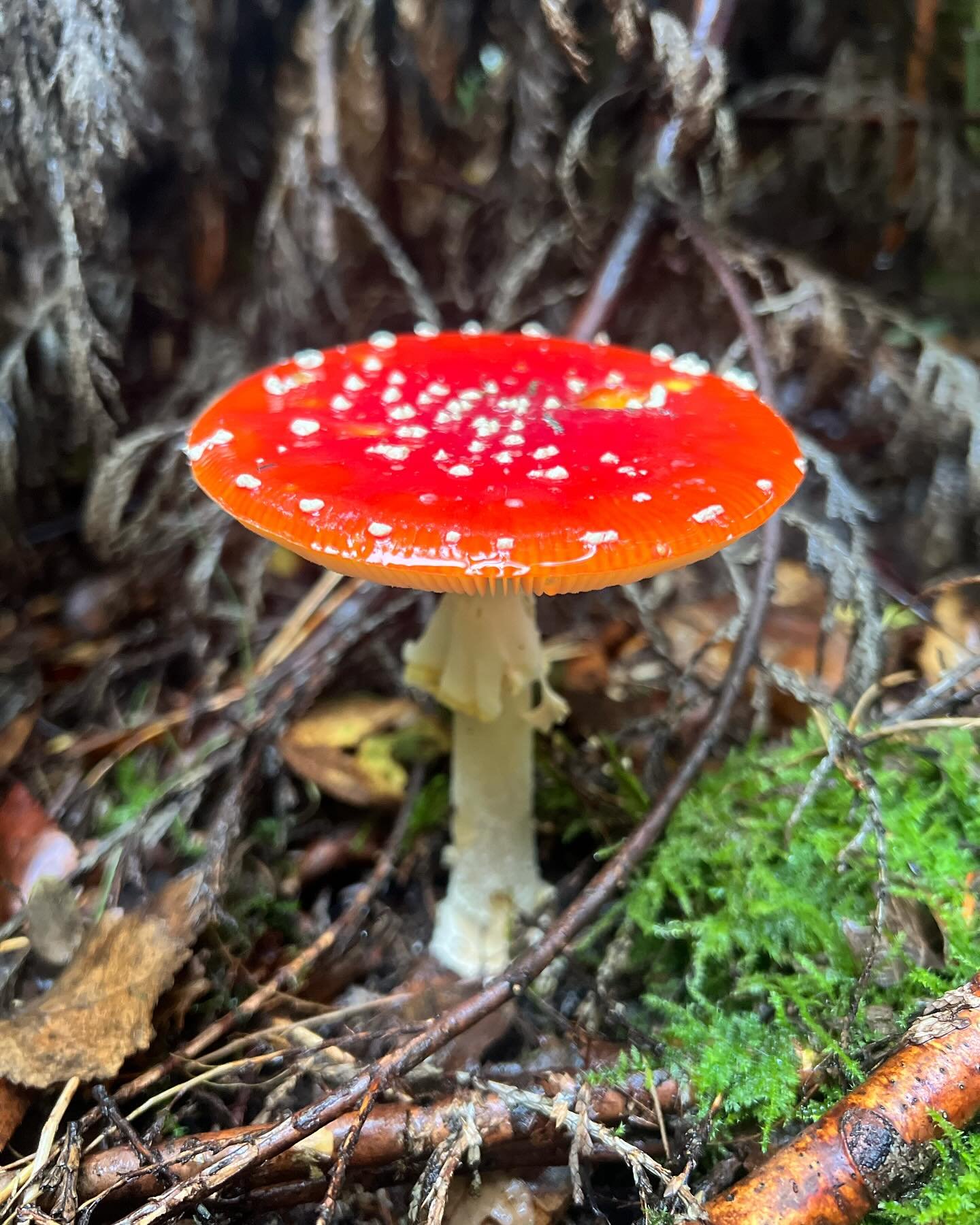 Burgundydrop bonnet, matte bolete, common puffball, shaggy parasol, panther cap, rosy bonnet, blushing waxycap, rooting shank, fairy inkcap, beech rooter, star fibrecap, ivory woodwax, netted crust, corn-silk Inocybe, birch poison pie, funeral bell, 