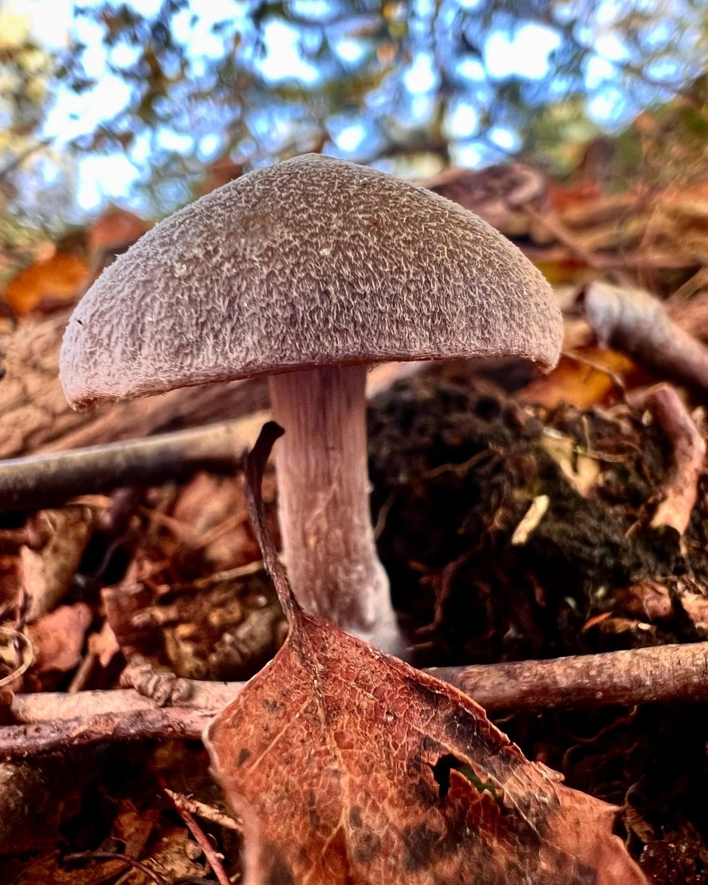 Fungi Friday&rsquo;s don&rsquo;t get better than this. The mist cleared just as we arrived at Blackheath and the heathland was netted with dewy spider webs. The mushies were everywhere and Eagle-Eye was at the top of her game. Now that my ankle is on