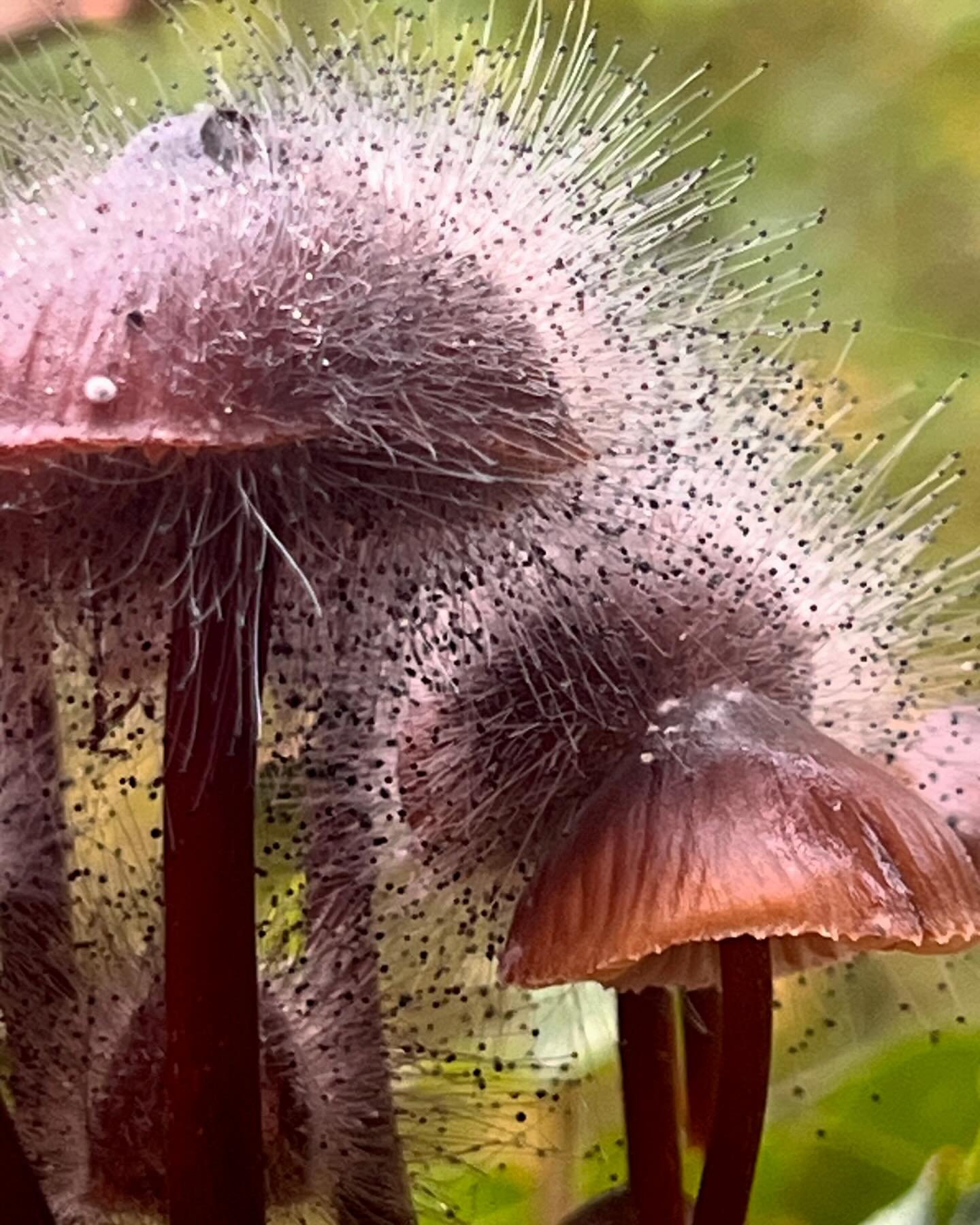 Solo Fungi Friday today as EEE was out on the spree. I asked Bernard to hold my crutch while I was rootling in the bushes but he just humphed and went off to sniff out banana skins.
#fungifriday 
#naturecure 
#natureconnectedness 
#karionwalking
#pil