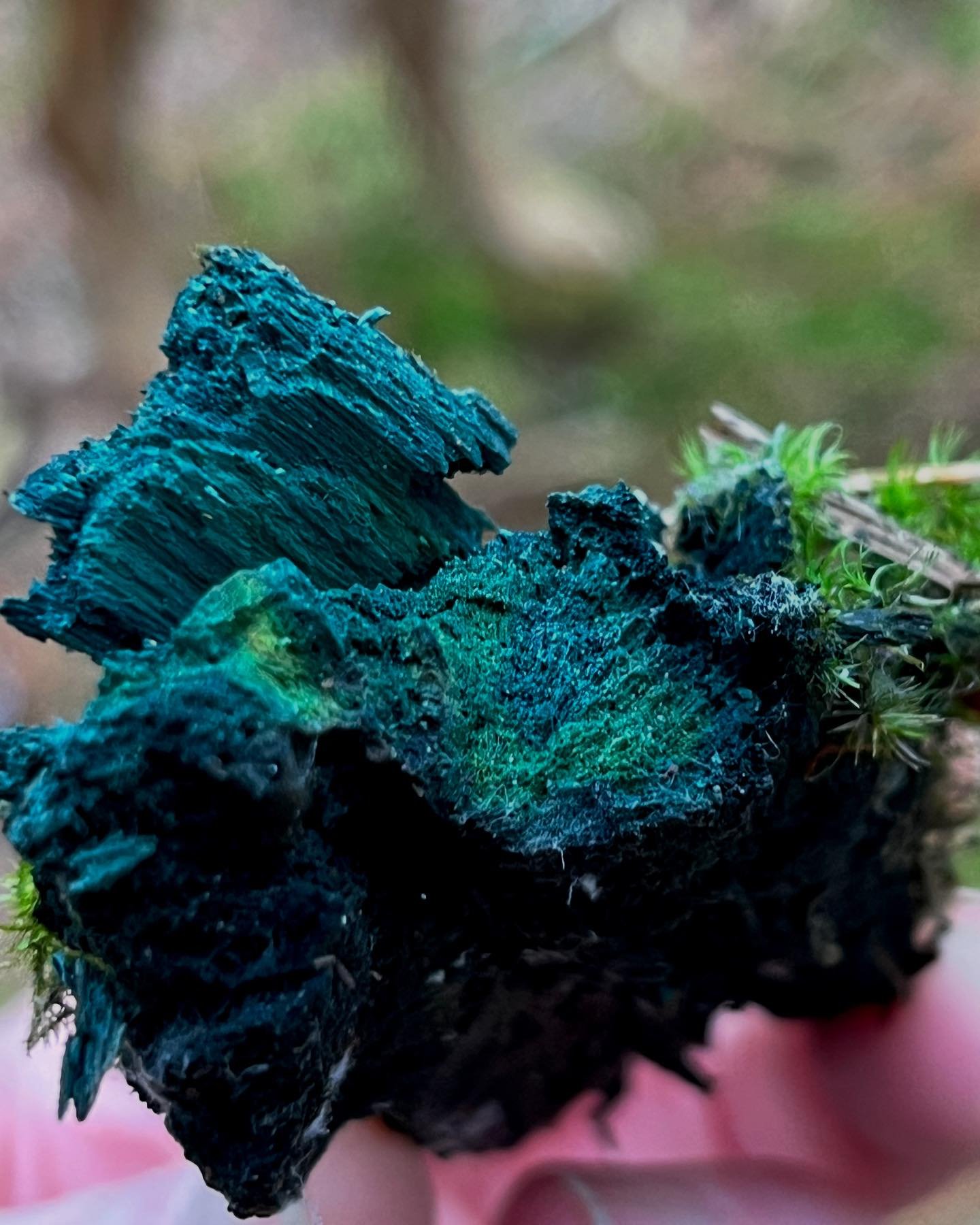 It may have been 11 days since we last caught a glimpse of the sun but #FungiFriday never fails to brighten my mood. We got off to a rocky start - I forgot my phone (camera), EEE forgot her glasses (and was demoted to not-very-EEE), Mouse went AWOL a