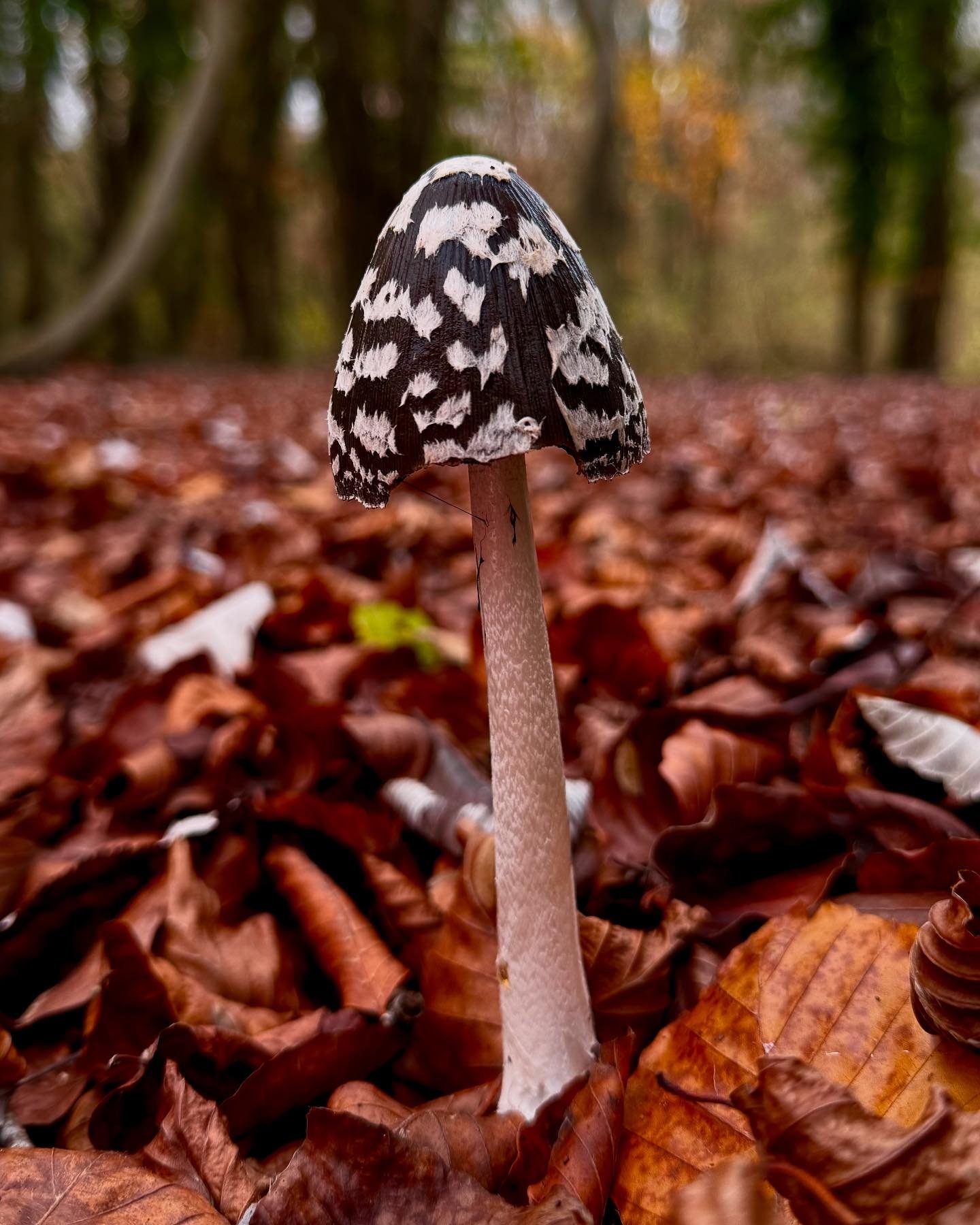 #FungiFriday- EEE was on top form and we spotted all kinds of beautiful specimens, including several new ones. I particularly love it when we find things that are truly deadly - and there were funeral bells aplenty today. 
Great names today- say them